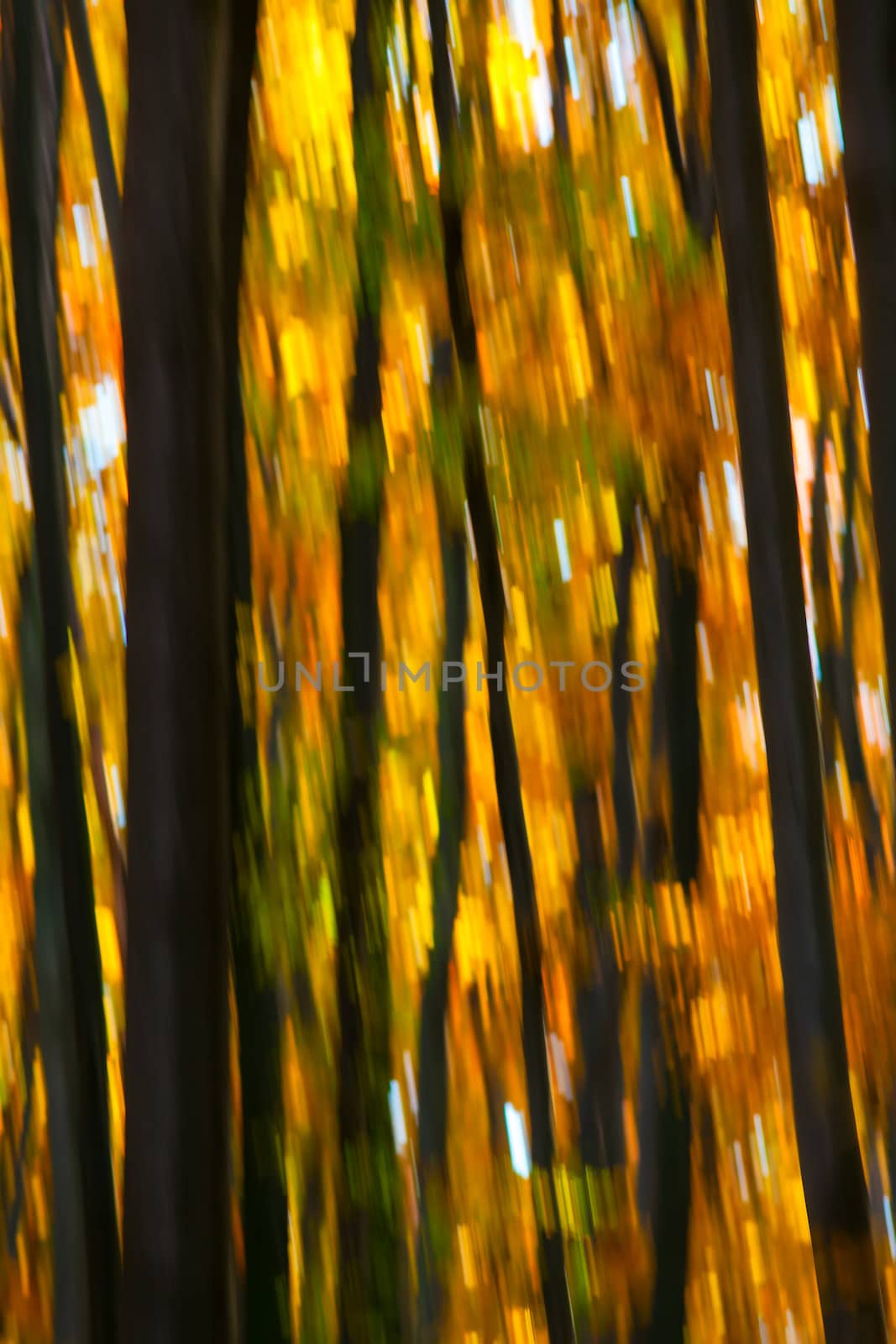 Abstract motion blur of trees in an autumn forest