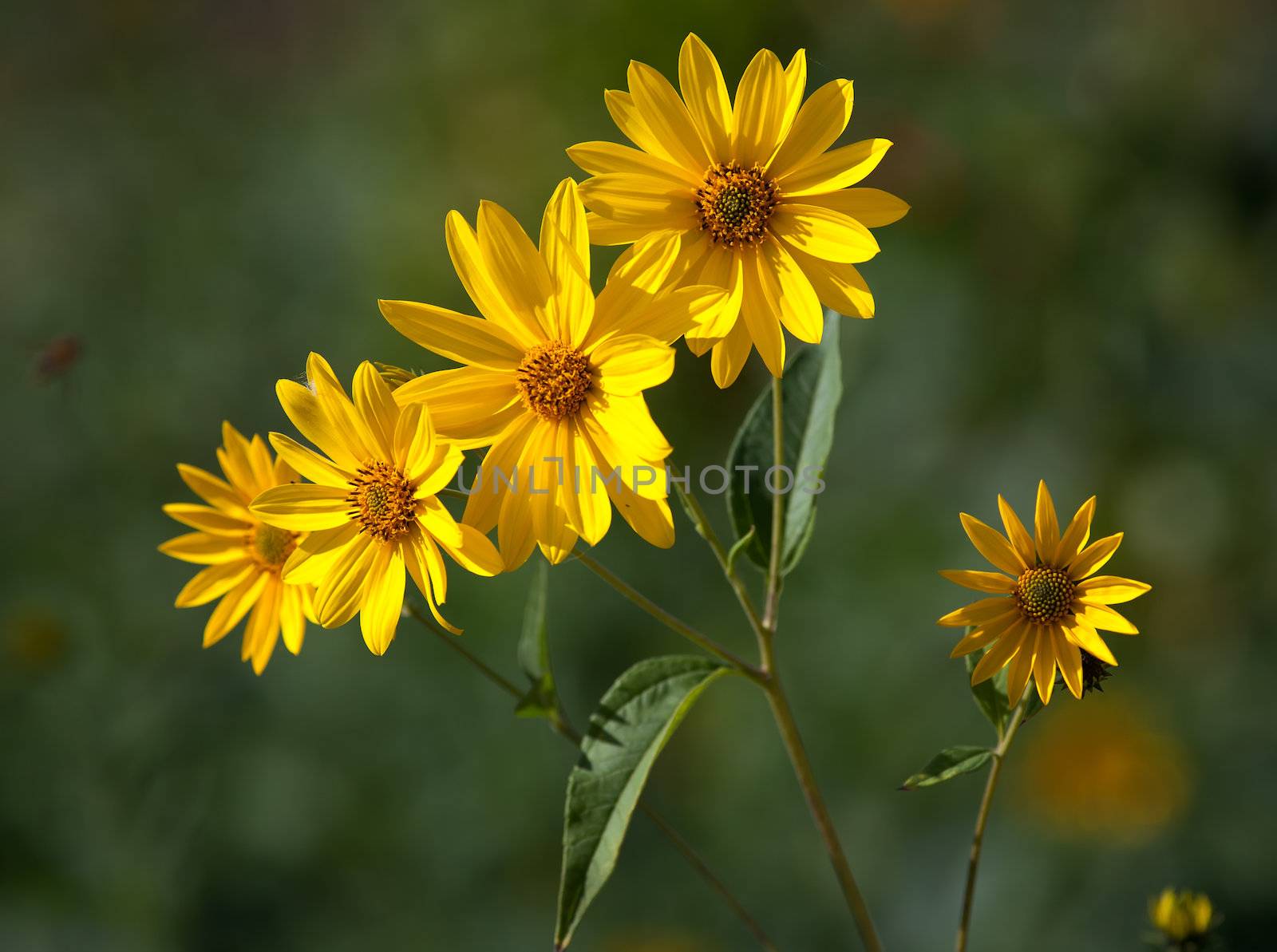 Jerusalem artichoke. Helianthus tuberosus L. by palinchak