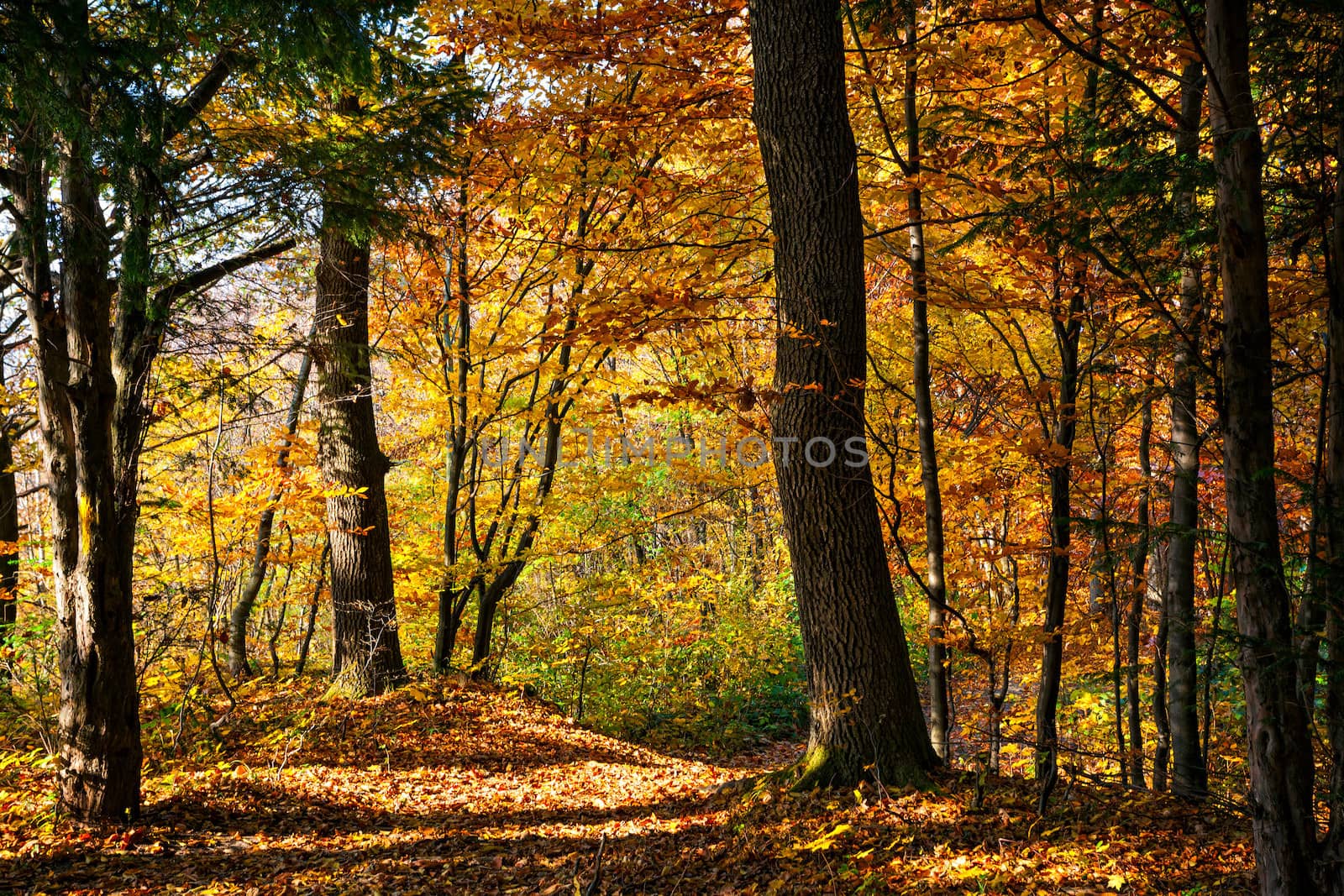 Autumn day in the forest by palinchak