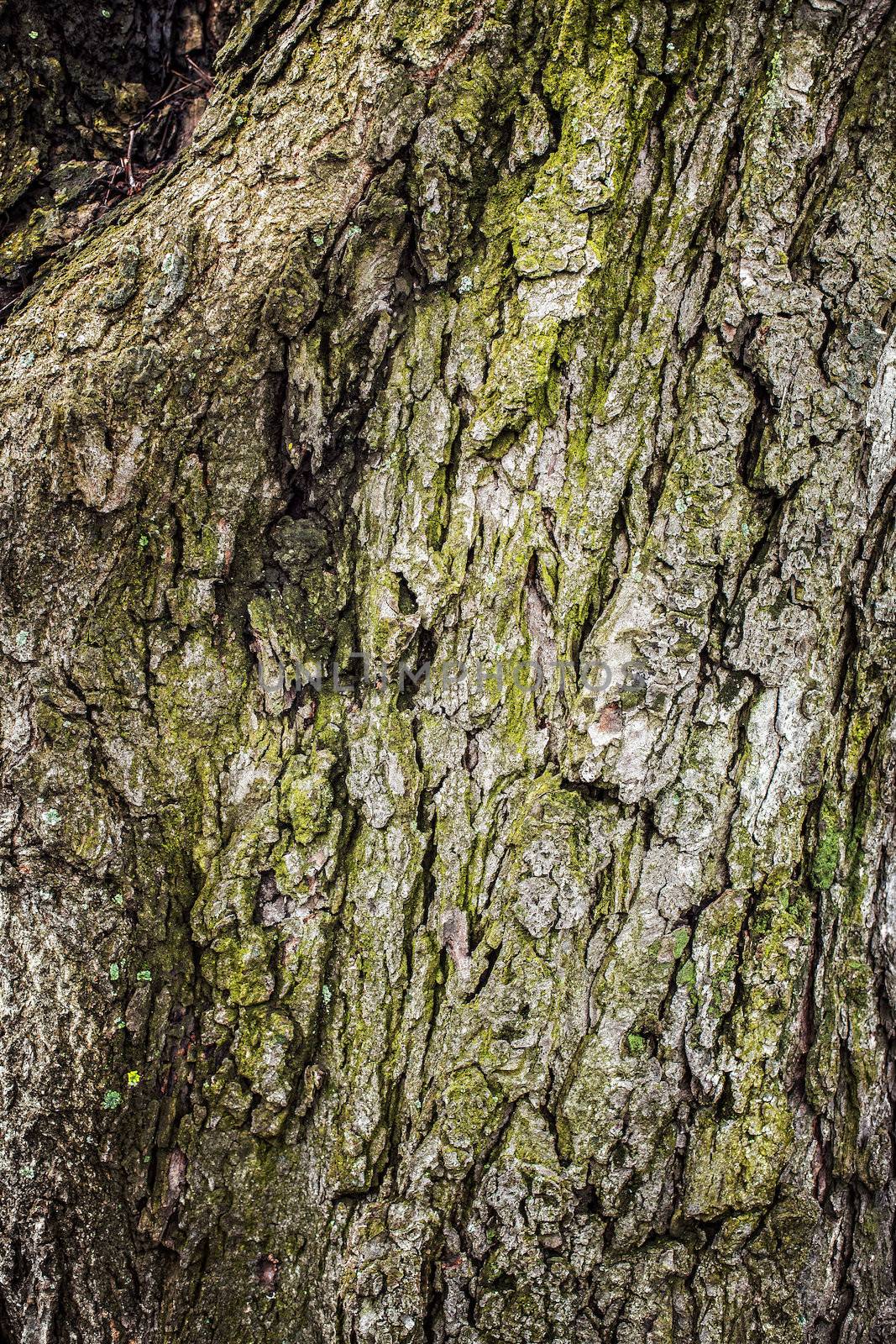 Old tree bark for natural textured background