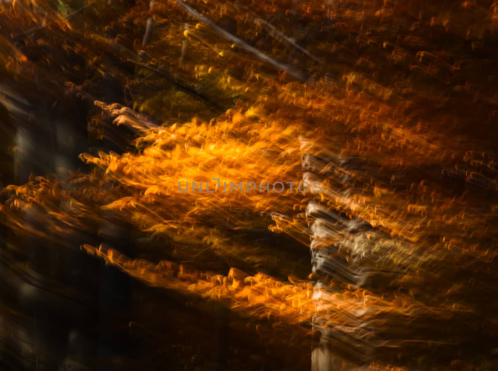 Abstract motion blur of trees in an autumn forest