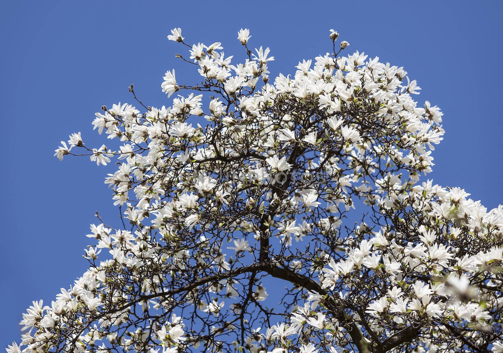 Magnolia kobus. Blooming tree with white flowers against the blue sky