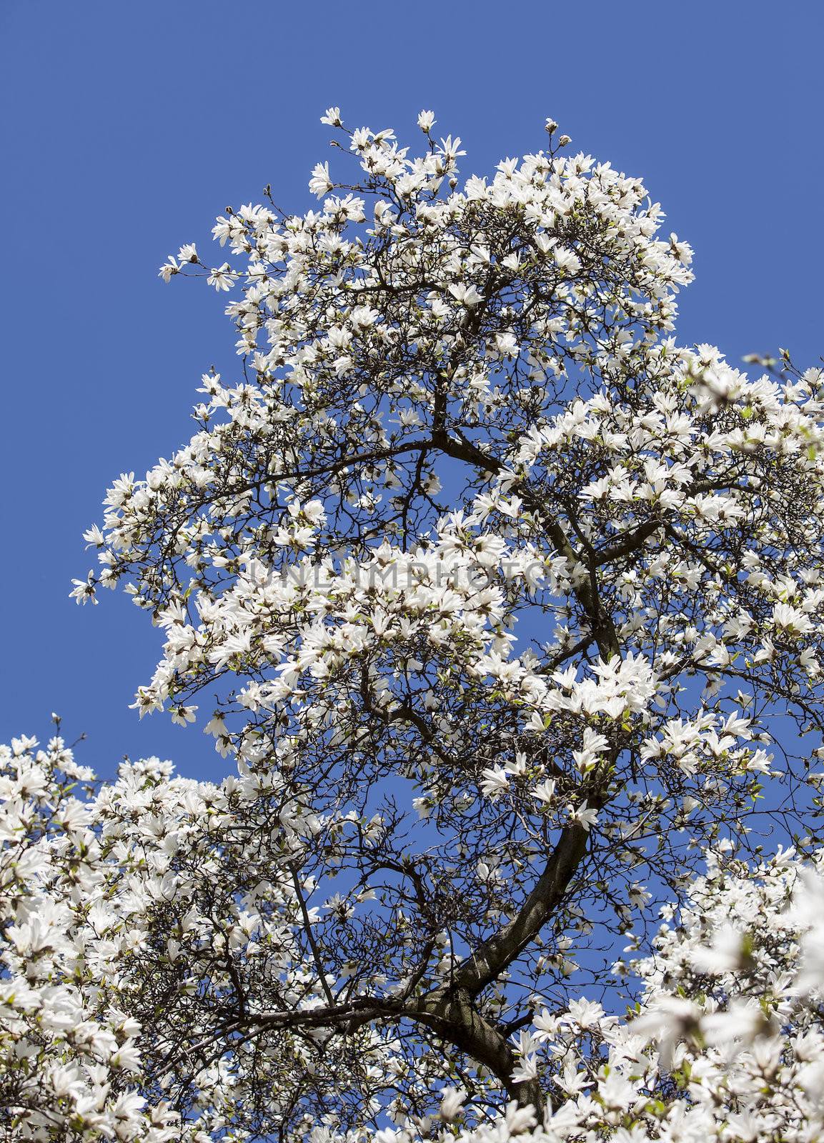 Magnolia kobus. Blooming tree with white flowers against the blue sky