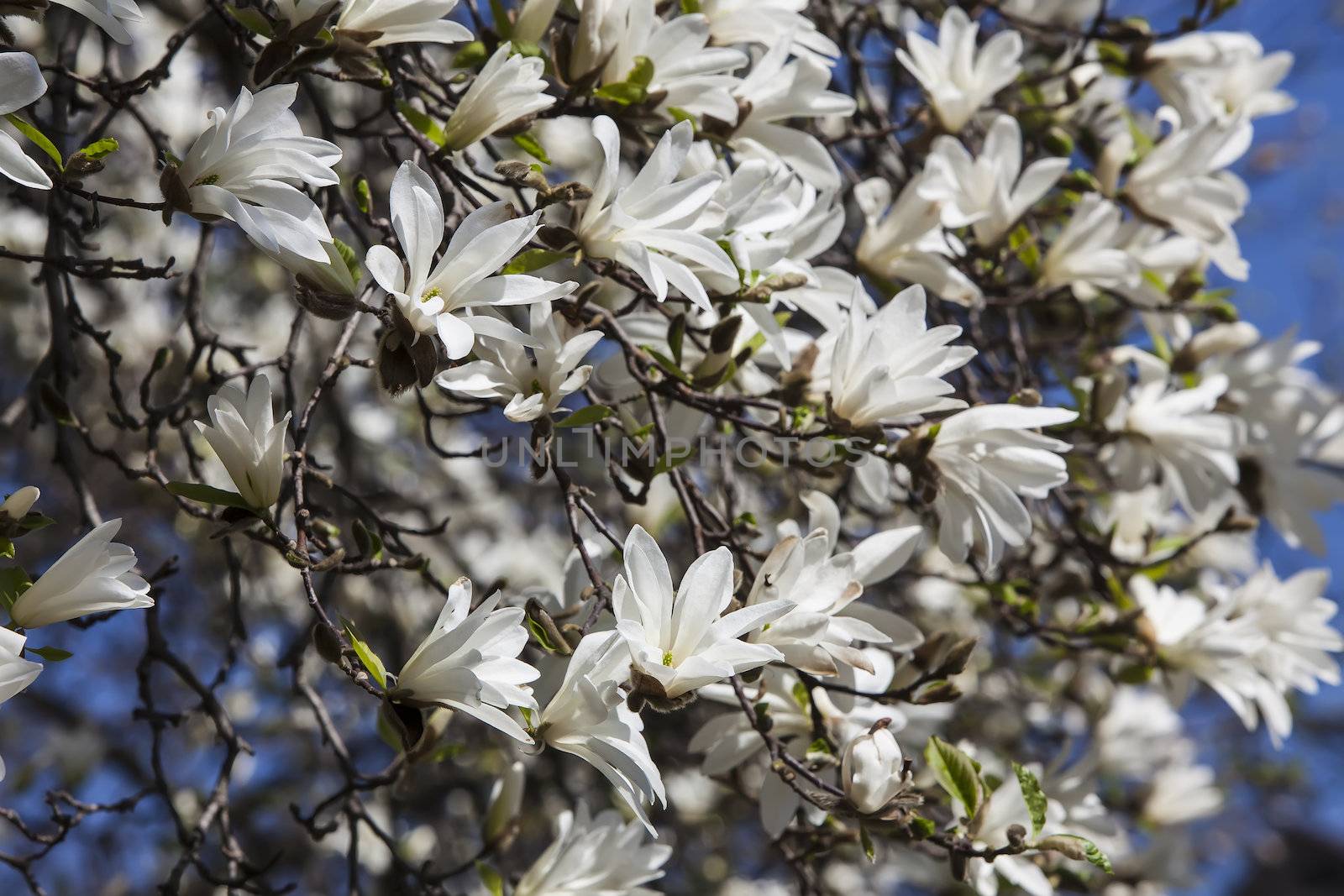Magnolia kobus. Blooming tree with white flowers against the blue sky