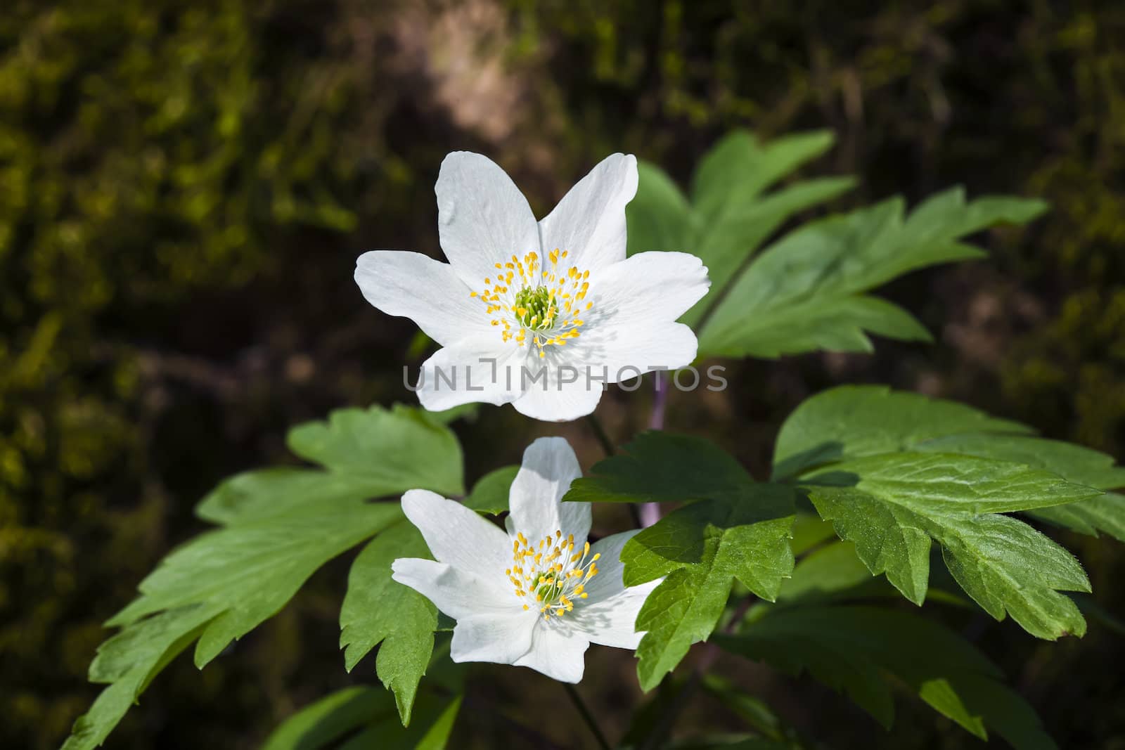 First spring flowers. Anemone sylvestris (snowdrop anemone)