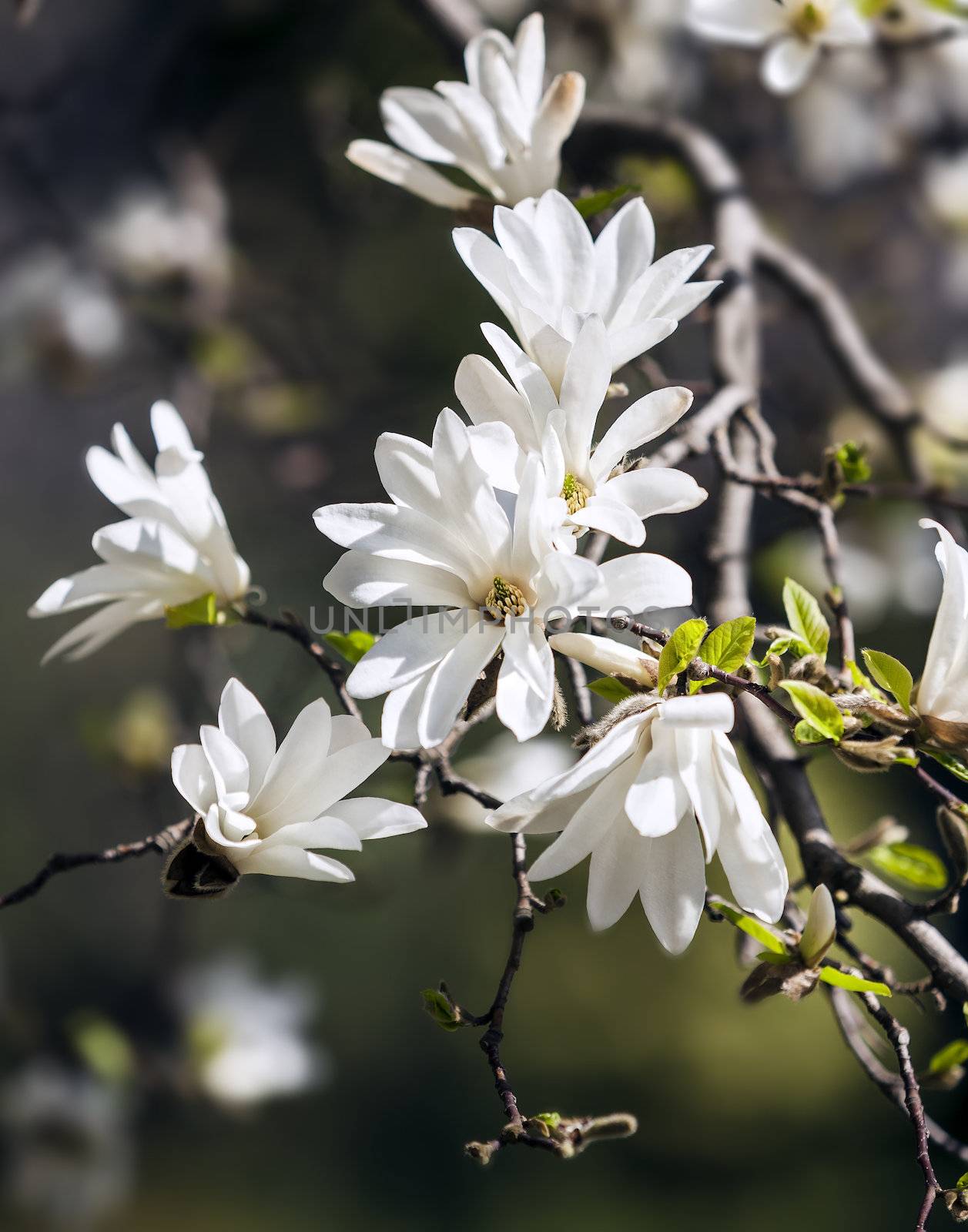 Blooming magnolia  tree by palinchak