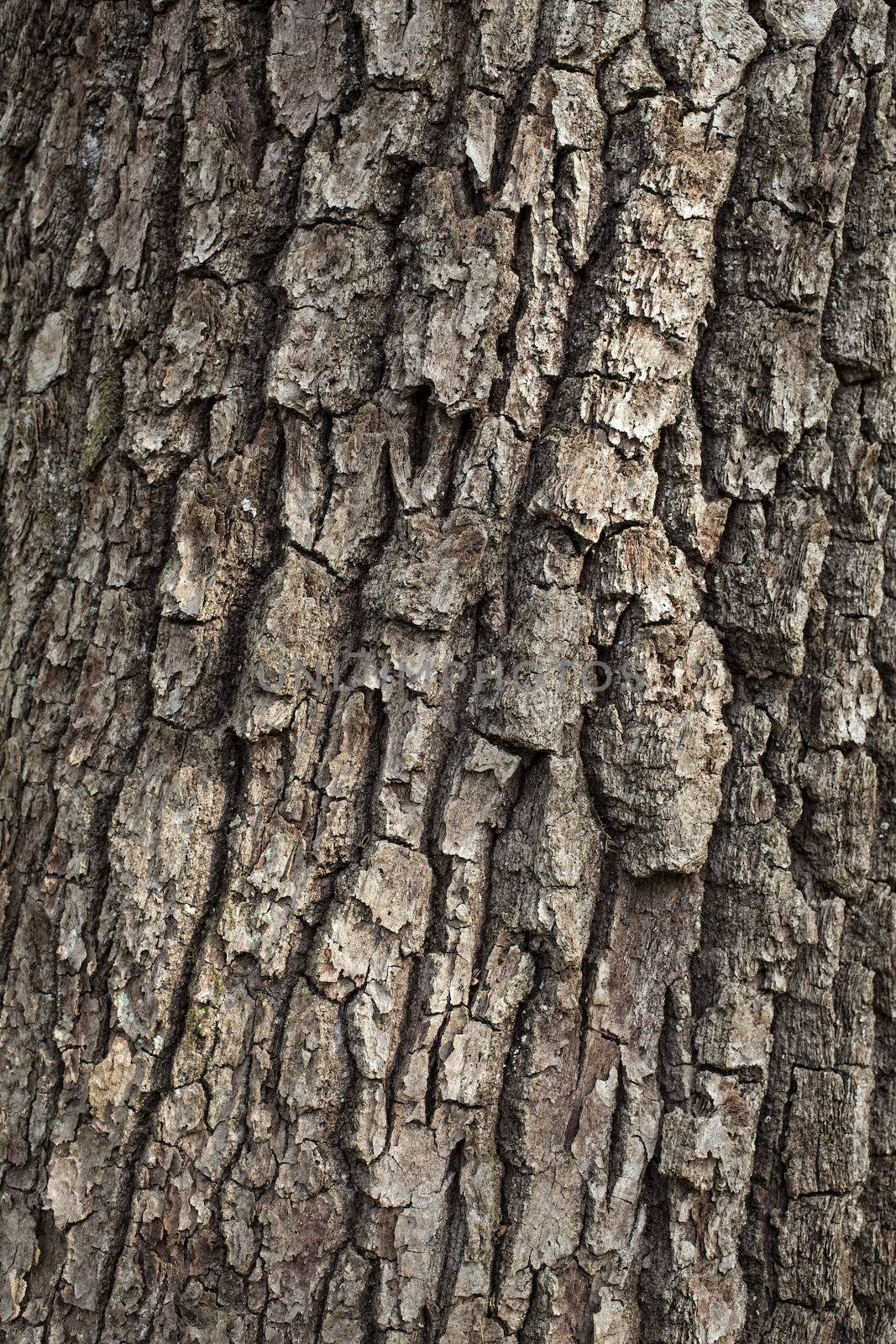 Old oak tree bark for natural textured background