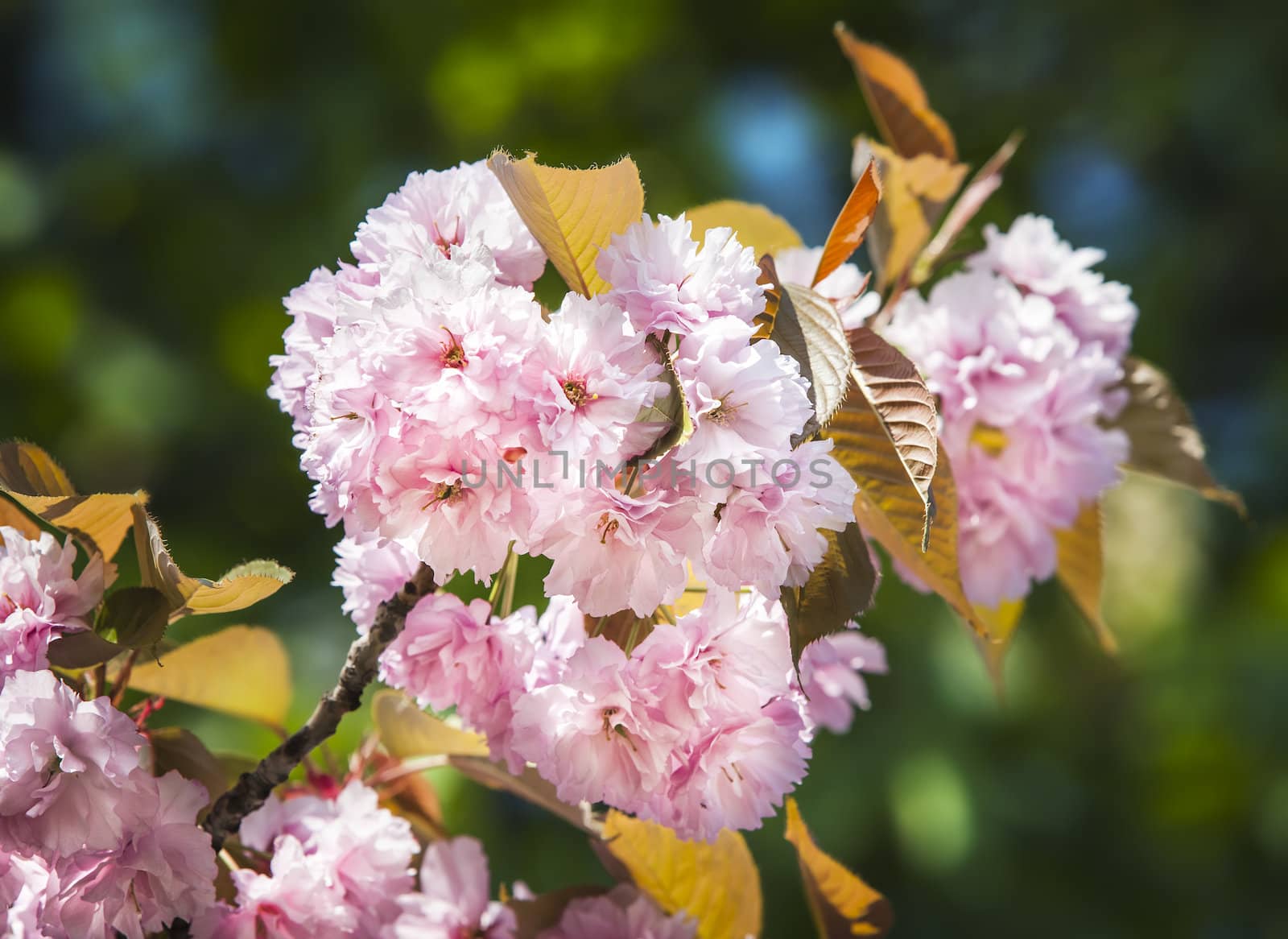Cherry blossom branch with beautiful soft nature background.