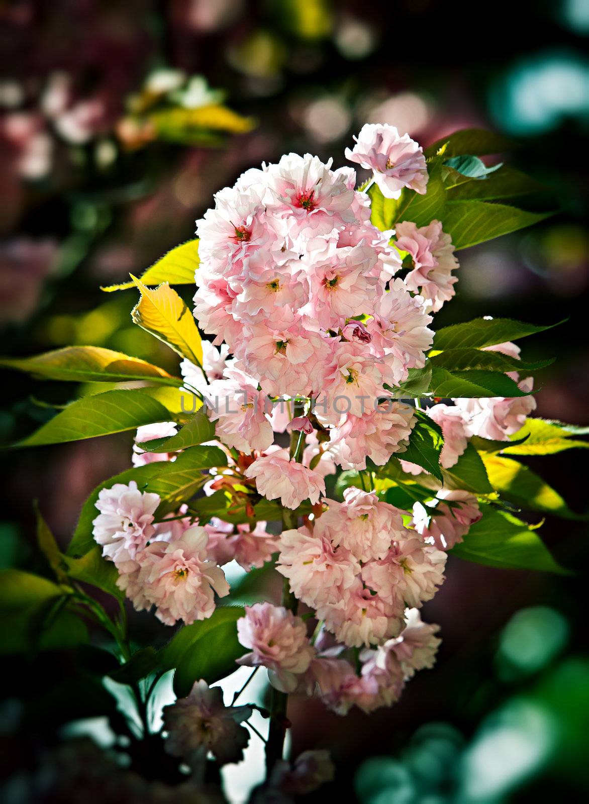 Japanese cherry-tree blossom by palinchak
