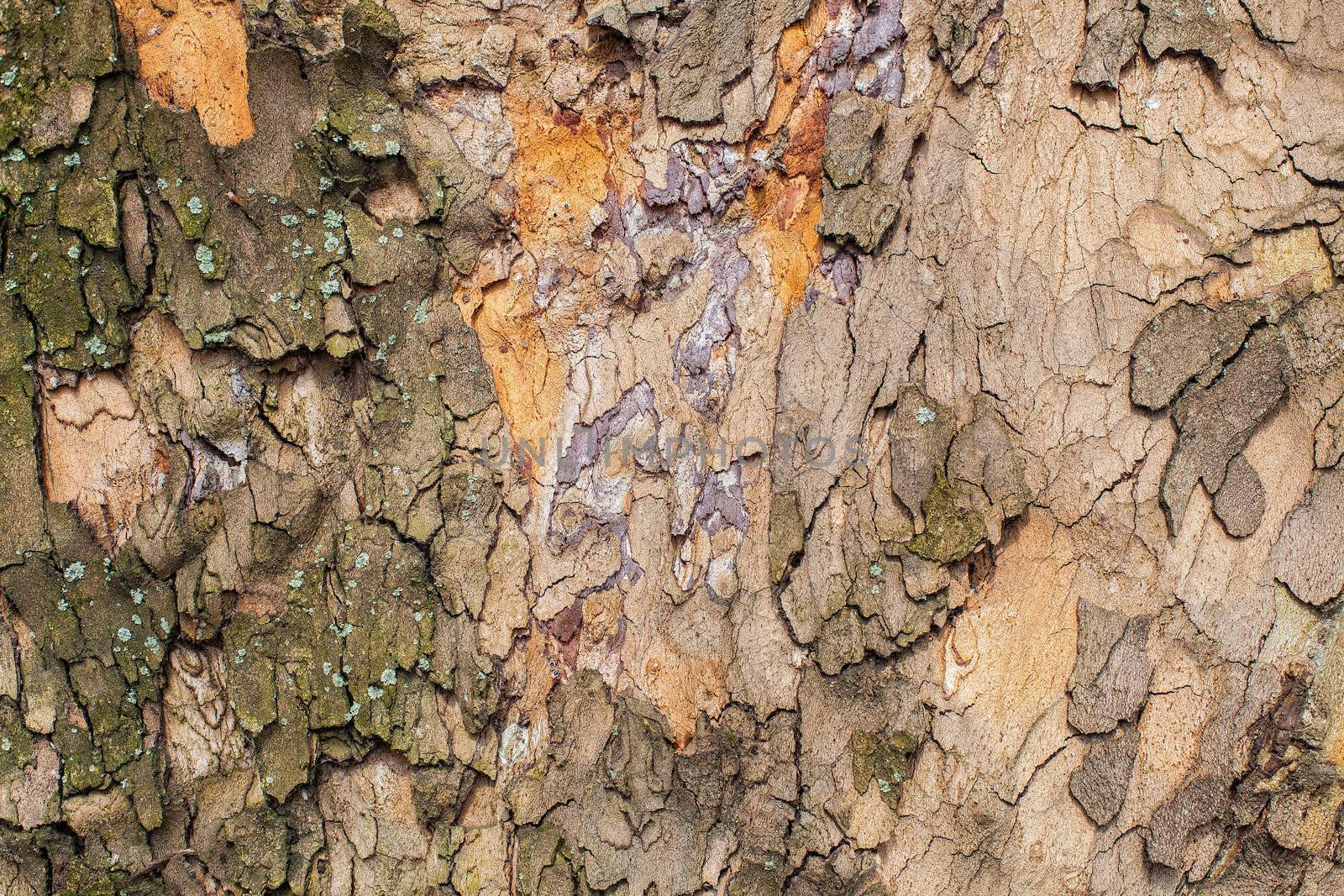 Old tree bark  by palinchak