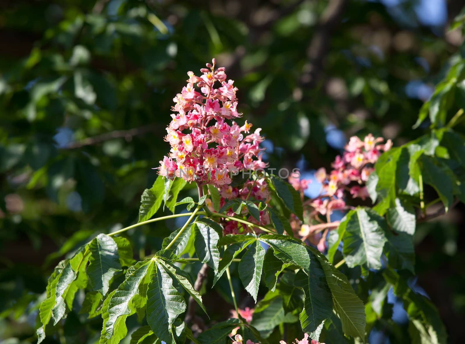 Blossom of horse chestnut tree