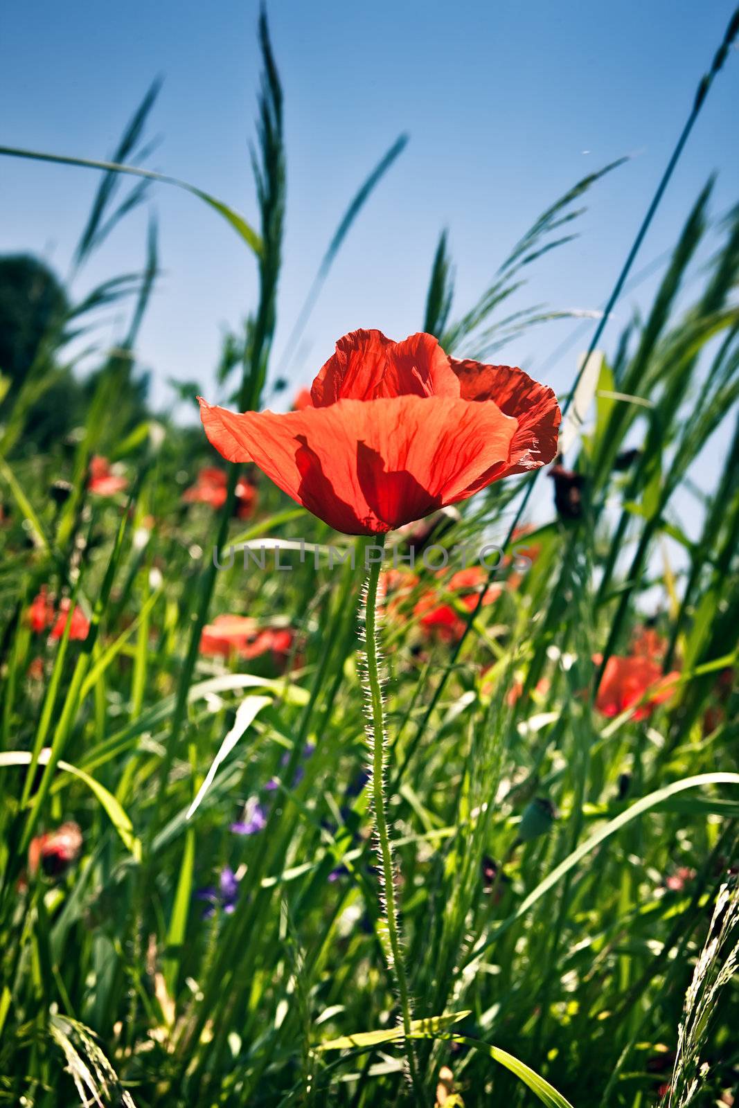 Poppy field with red flowers on blue sky