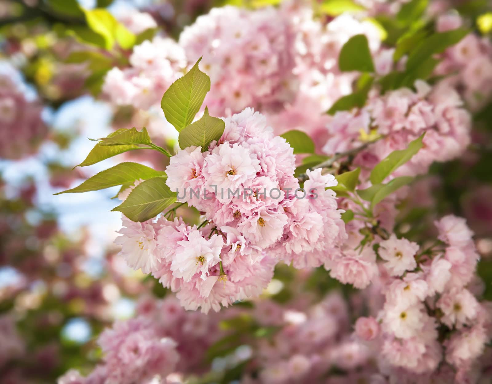 Sakura. Cherry blossom branch with beautiful soft nature background.