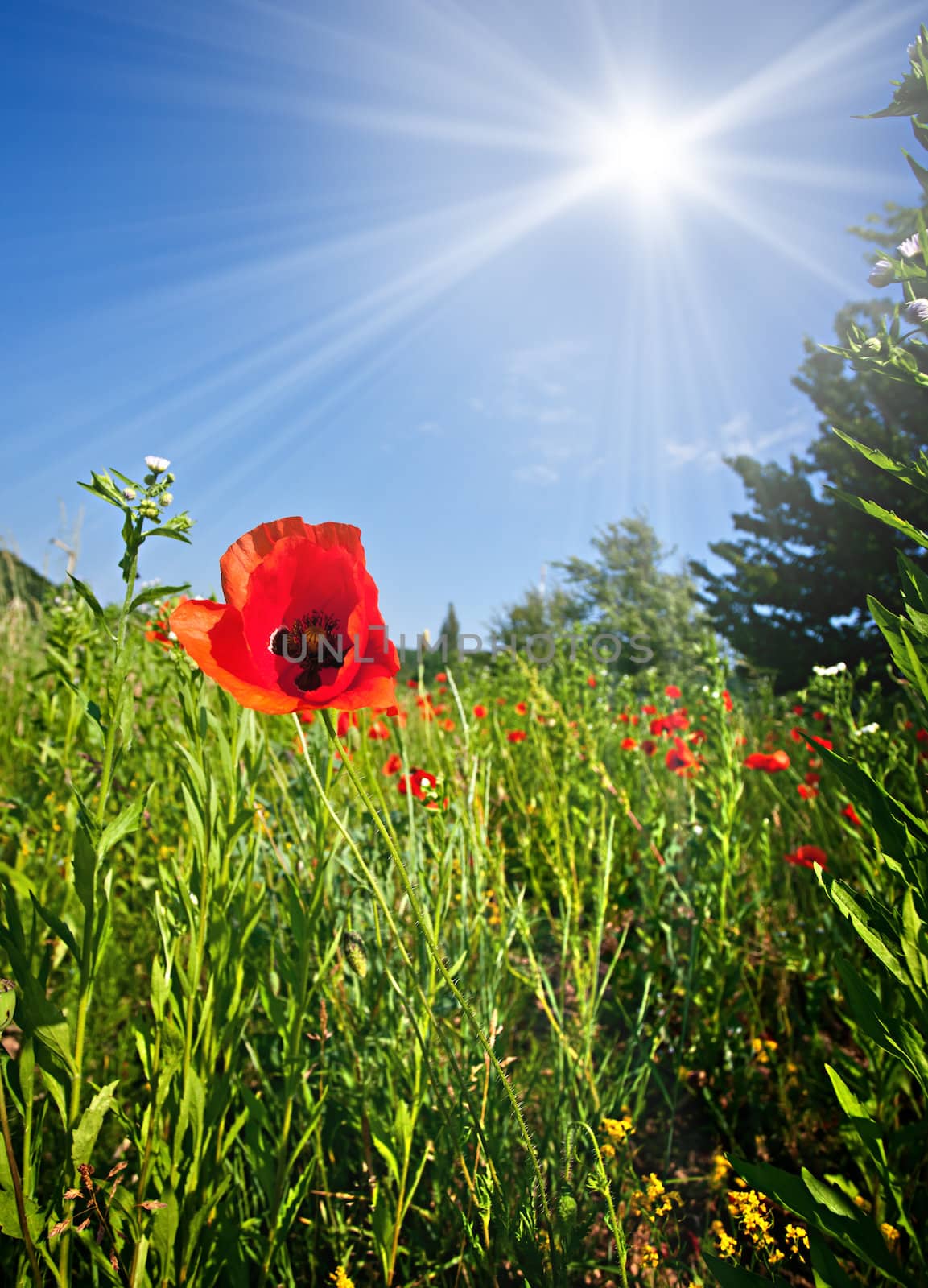 Poppy field background with sunlight