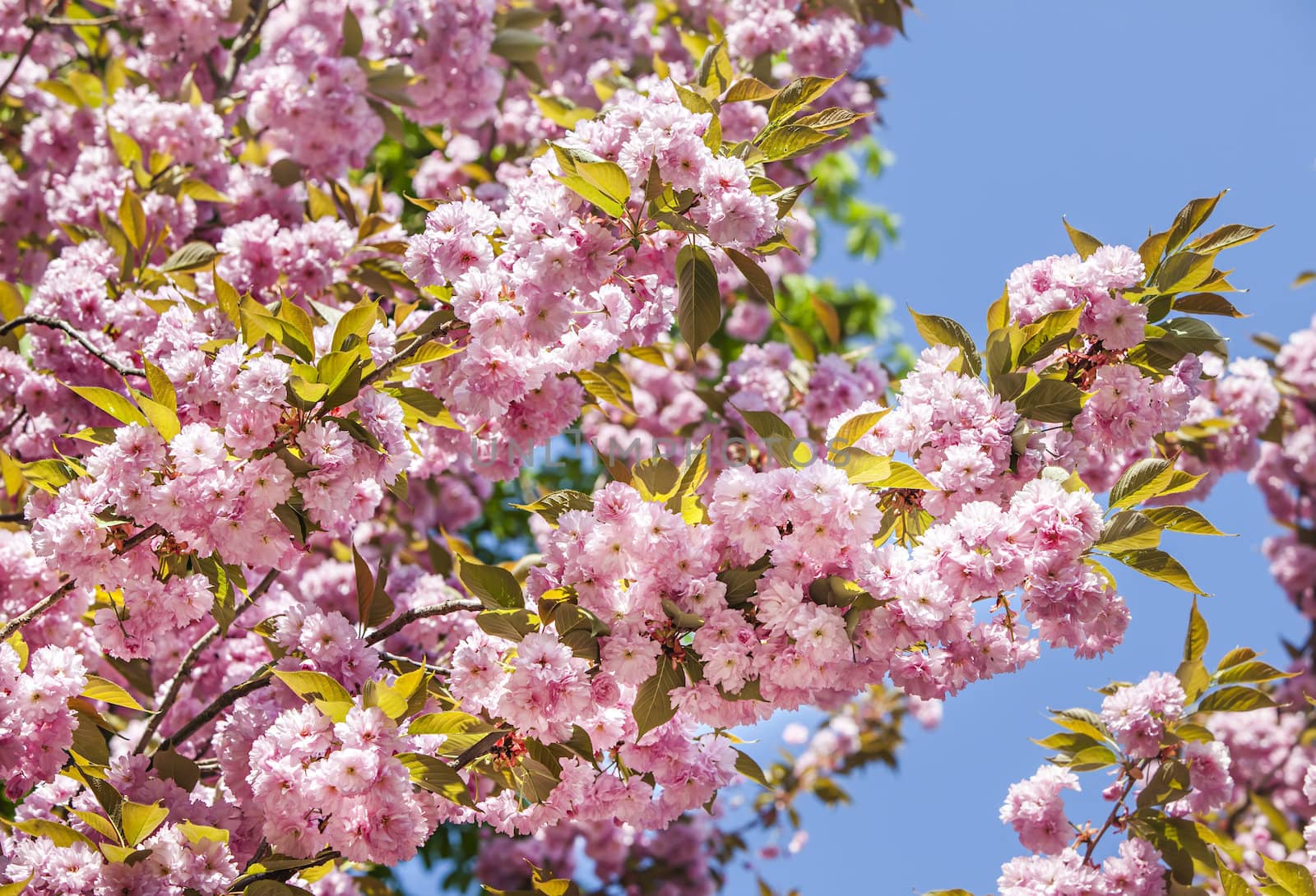 Cherry blossom branch with beautiful soft nature background.