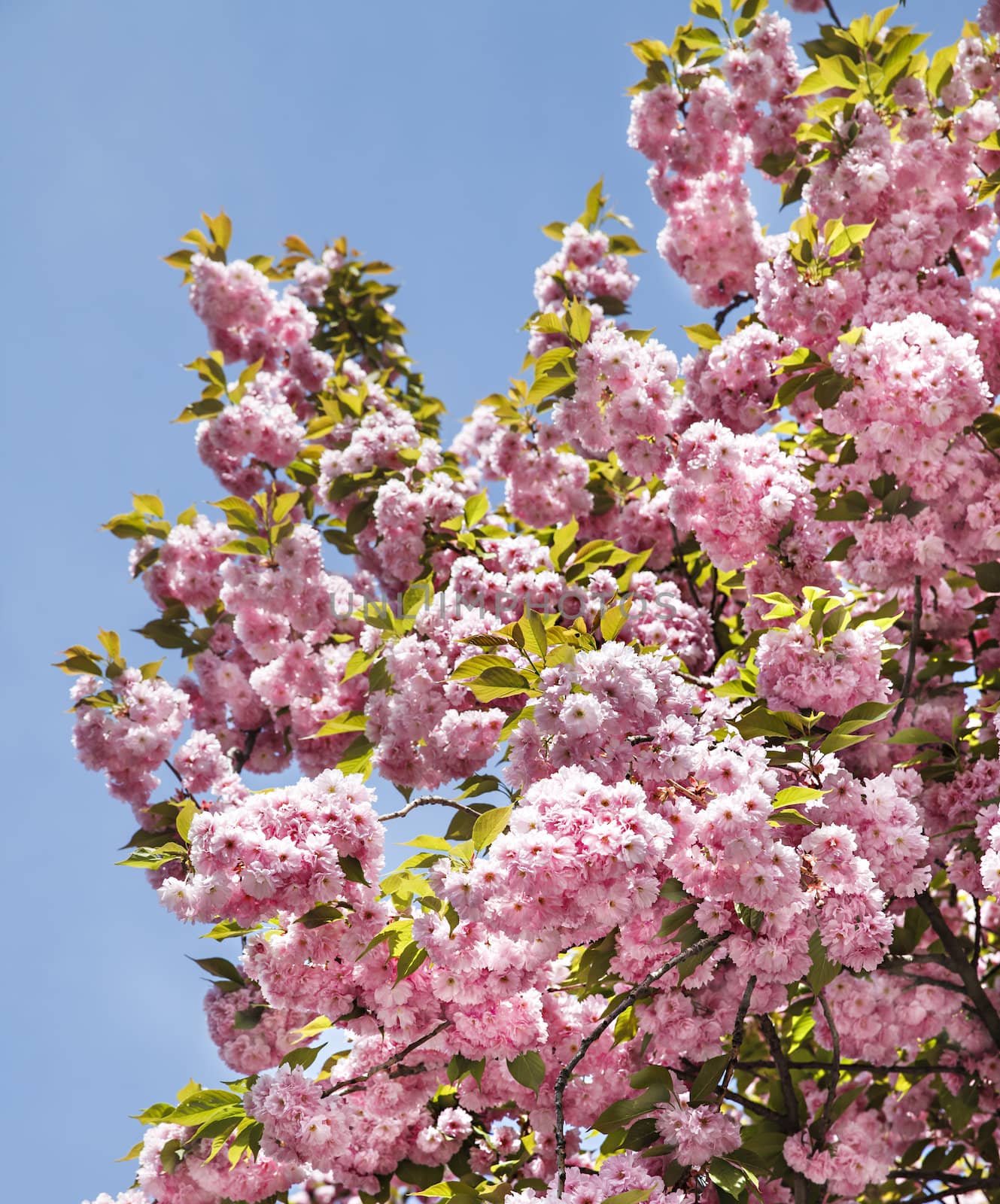 Sakura. Cherry blossom branch with blue sky. Shallow Depth of Field. Focus on nearer flowers