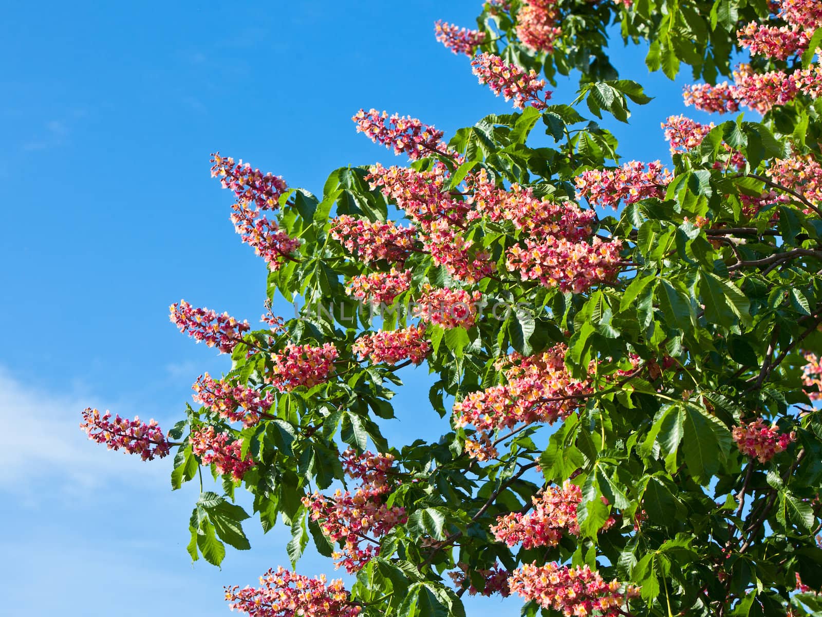 Blossom of horse chestnut tree