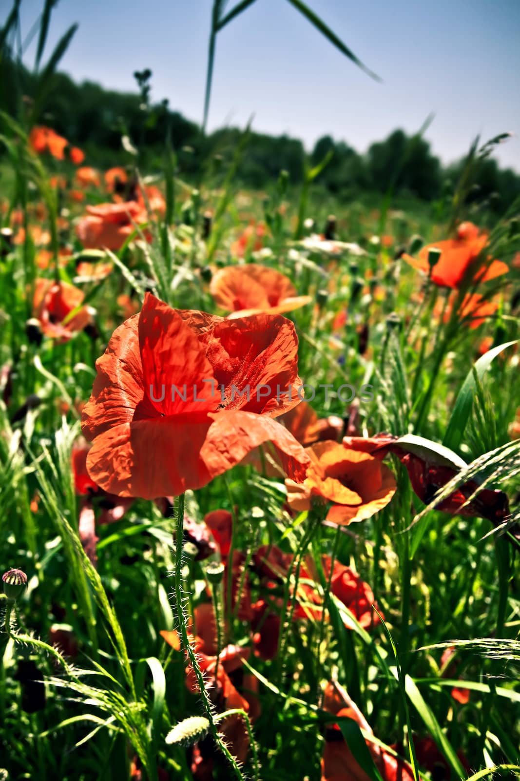 Poppy field with red flowers on blue sky