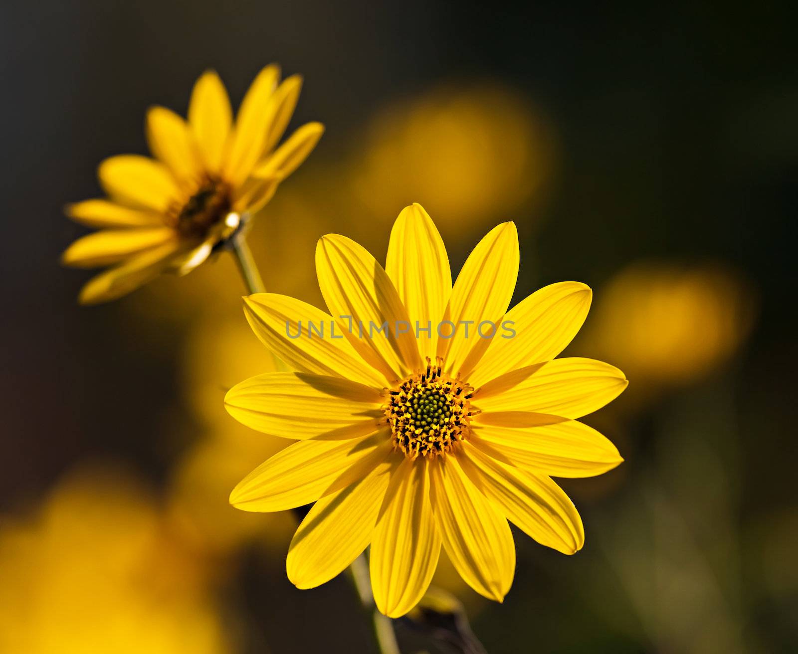 Jerusalem artichoke. Yellow topinambur flowers