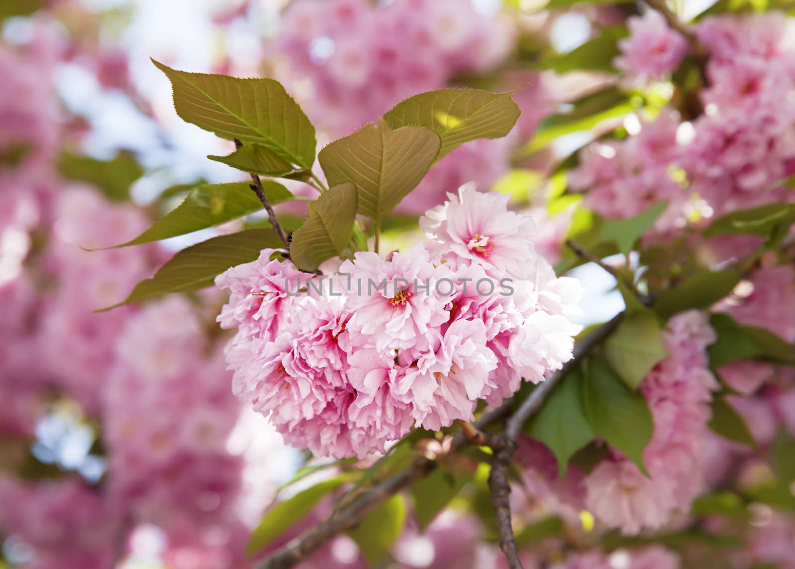 Sakura. Cherry blossom branch with beautiful soft nature background.