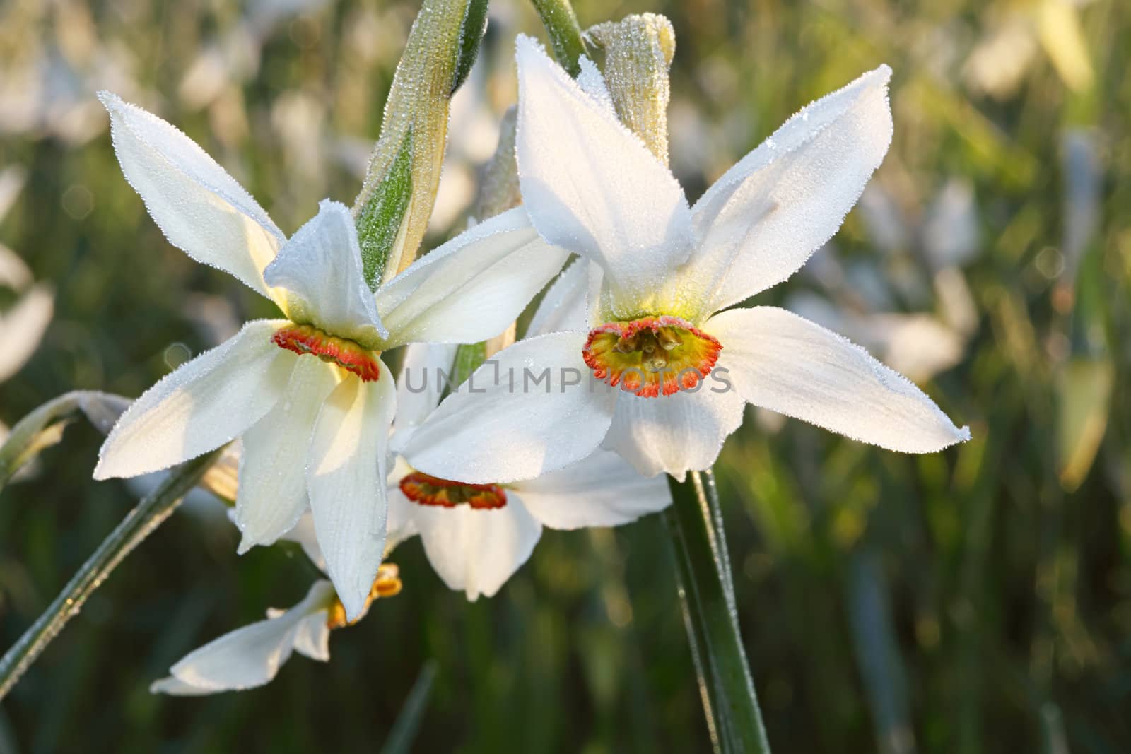 Drops of morning dew on the daffodils flowers