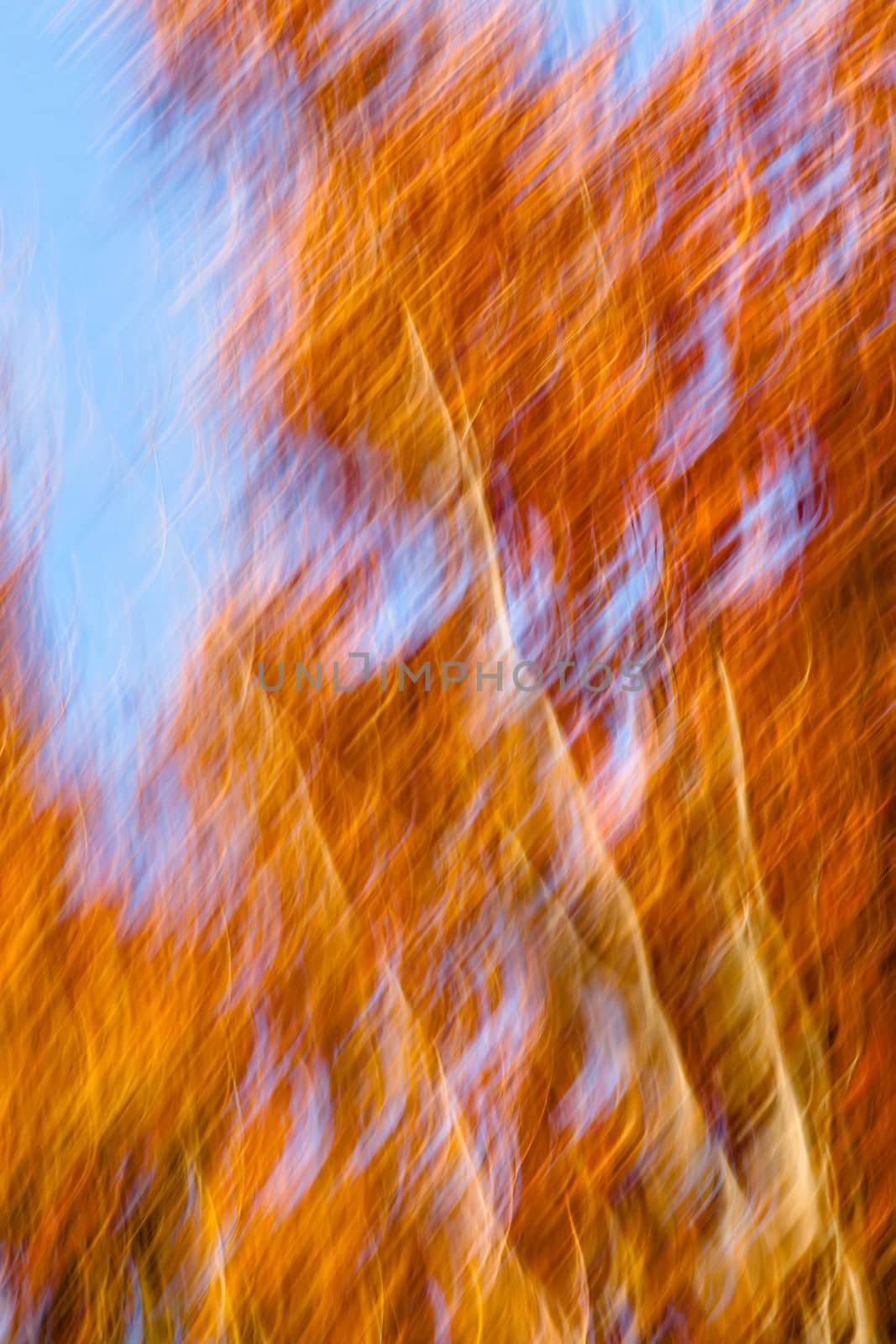 Abstract motion blur of trees in an autumn forest