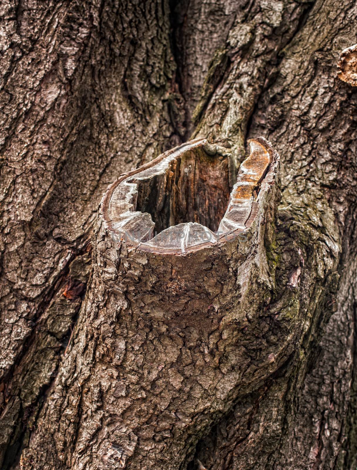 Old tree bark for natural textured background