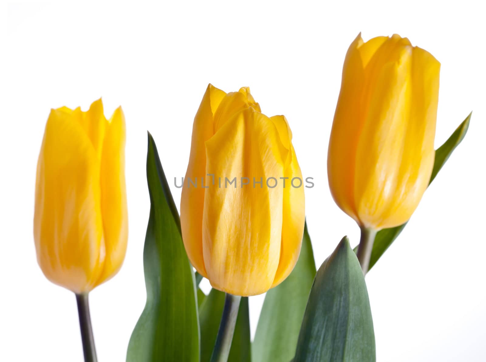 3 yellow tulips on white background. Focus on the central flower