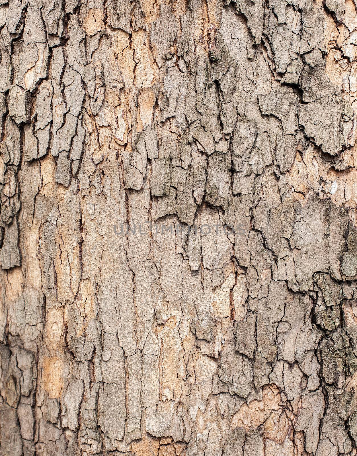 Old tree bark for natural textured background