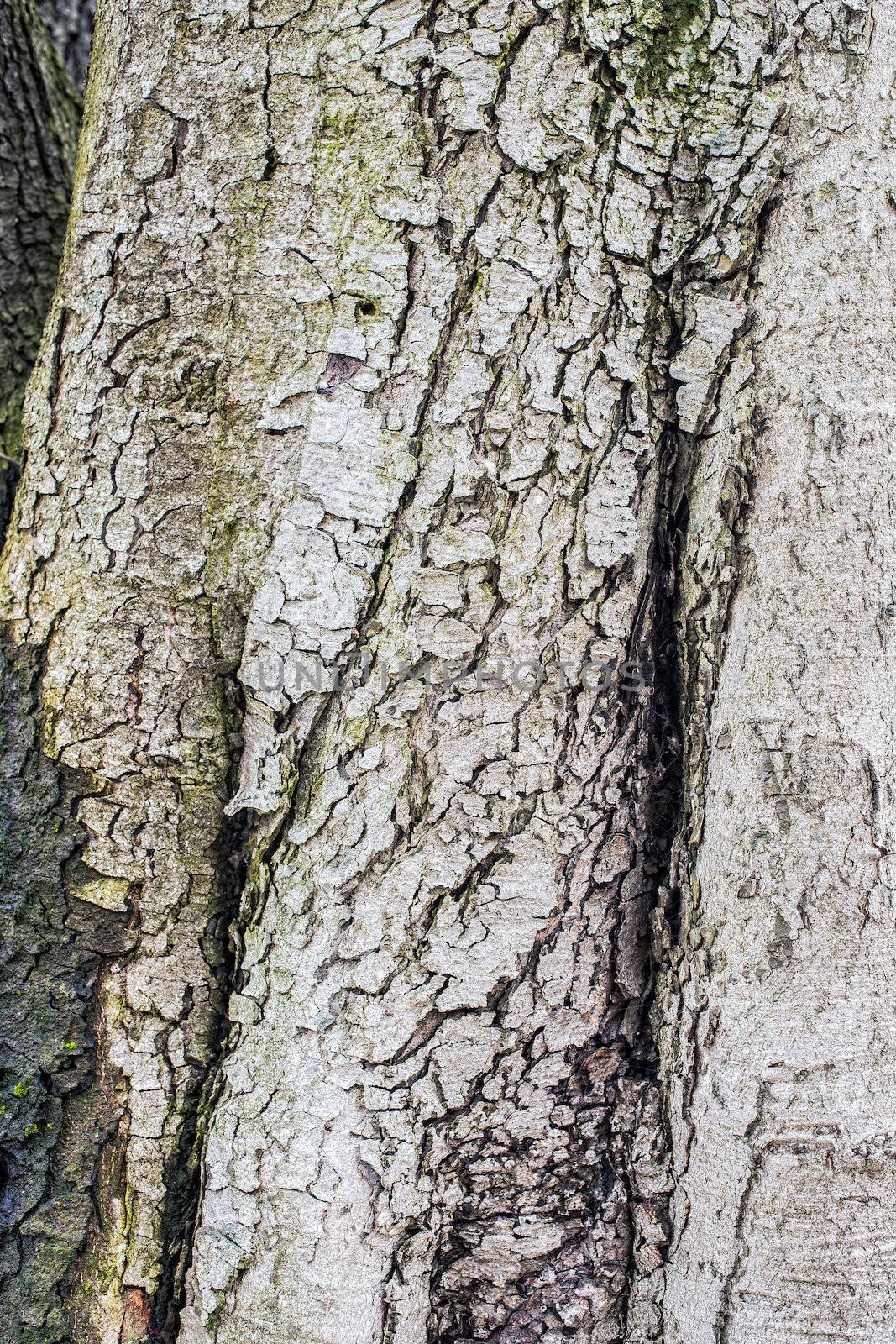 Old tree bark for natural textured background