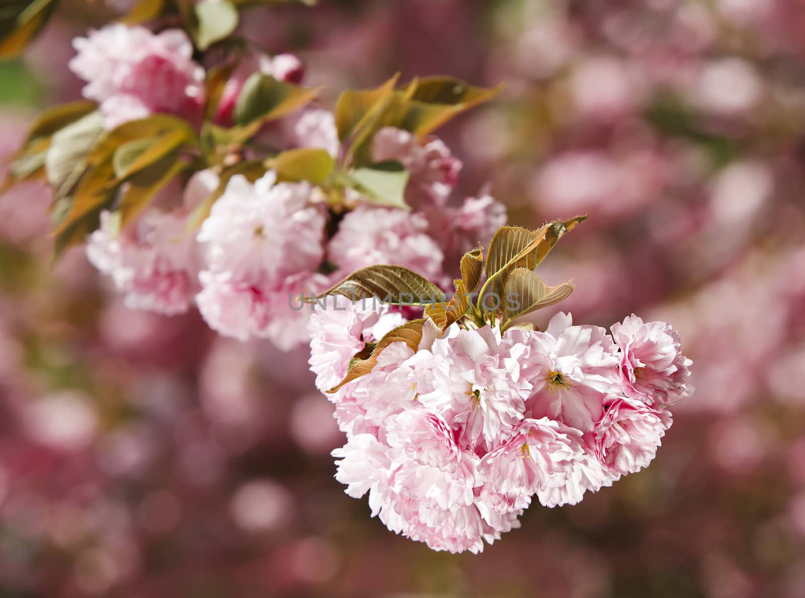 Sakura. Cherry blossom branch with beautiful soft nature background. (Soft focus)