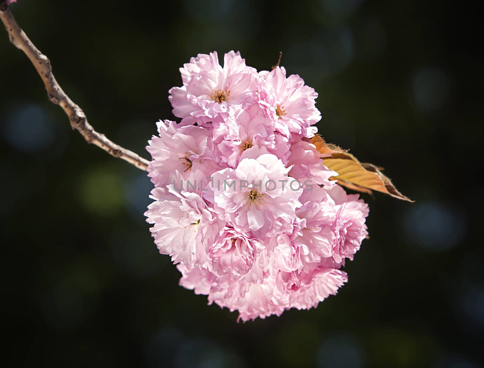 Sakura. Cherry blossom branch with beautiful soft nature background. 