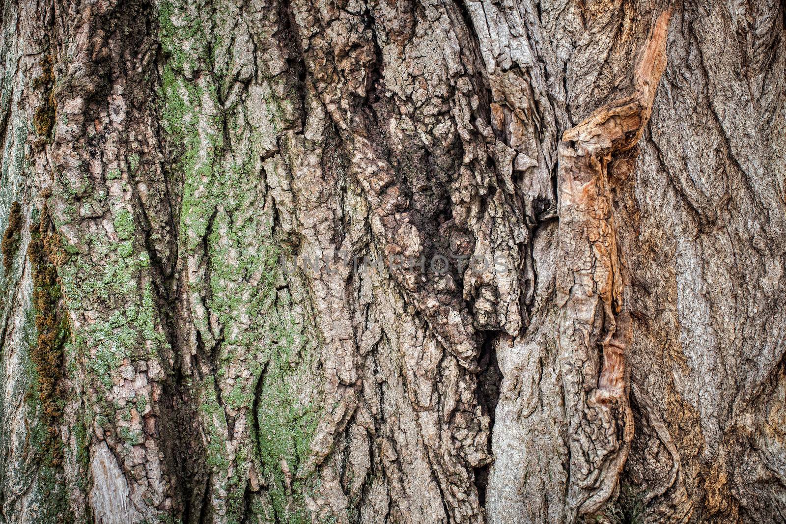 Old tree bark for natural textured background