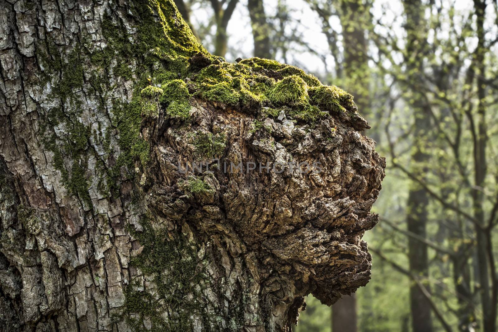 Trunk of an old tree on spring forest background