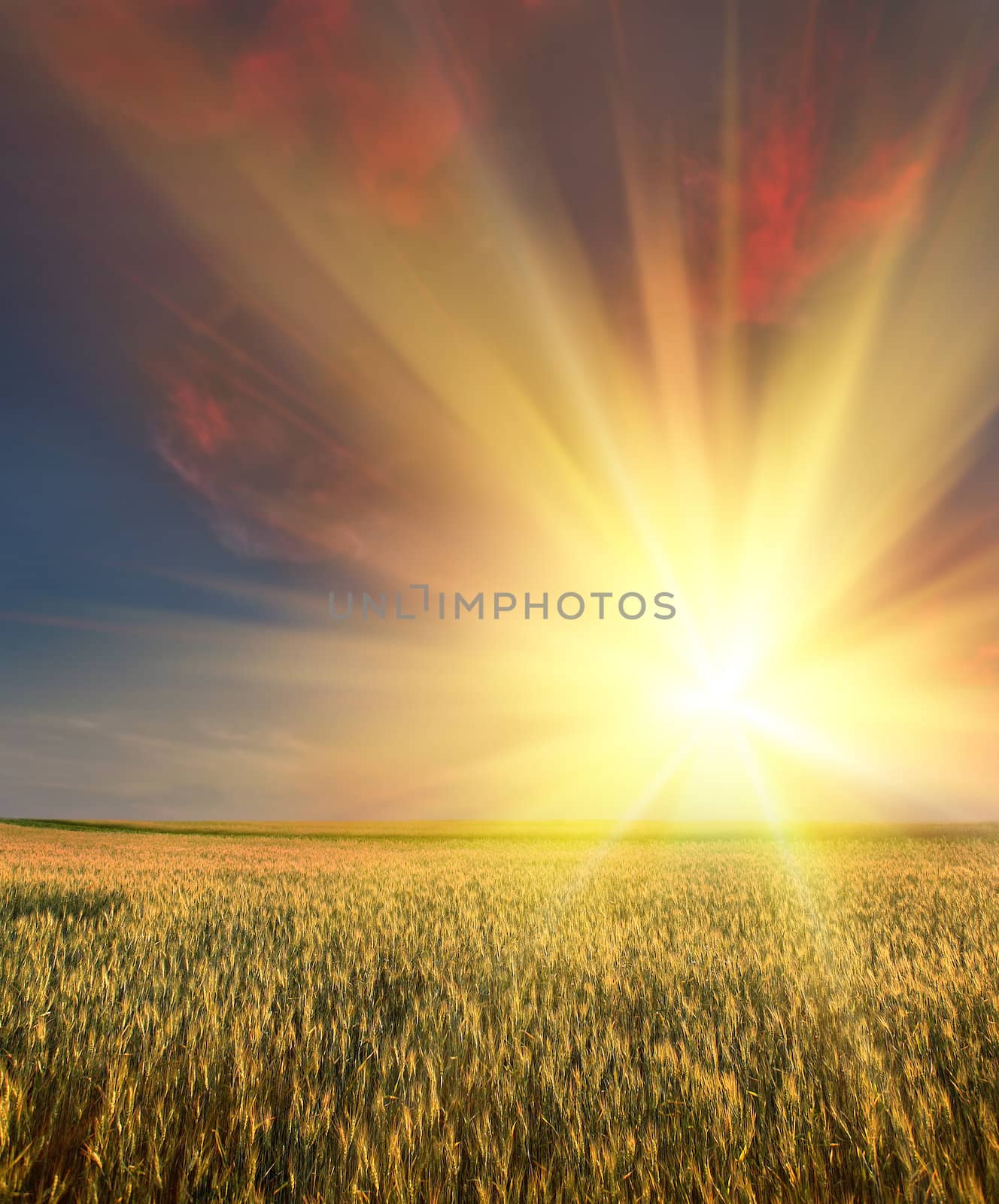 Wheat field with sunset sky in background
