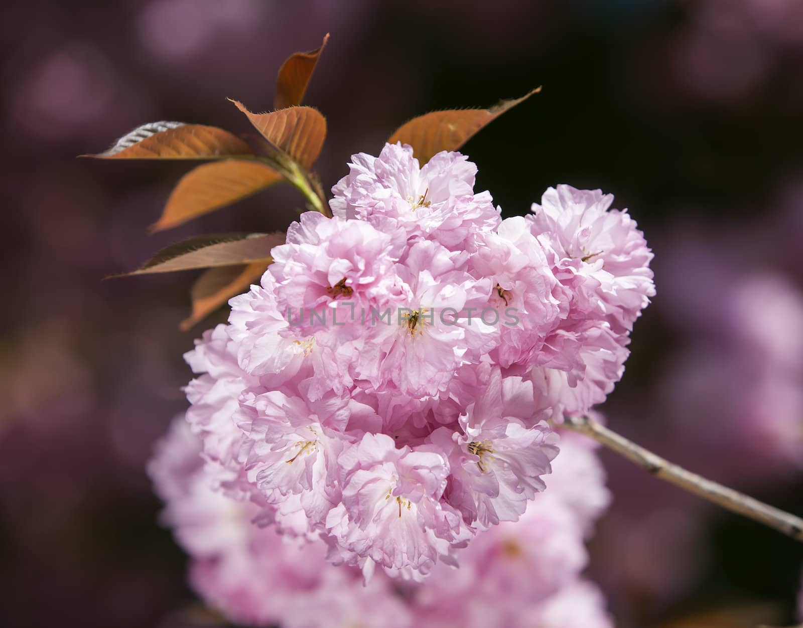 Sakura. Cherry blossom branch with beautiful soft nature background. 