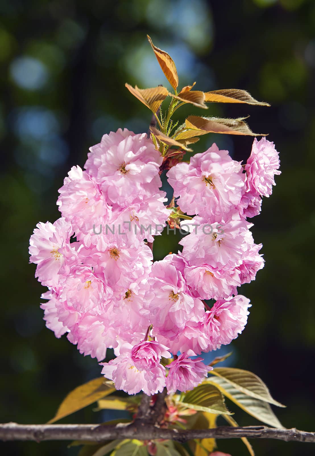 Sakura. Cherry blossom branch with beautiful soft nature background. 