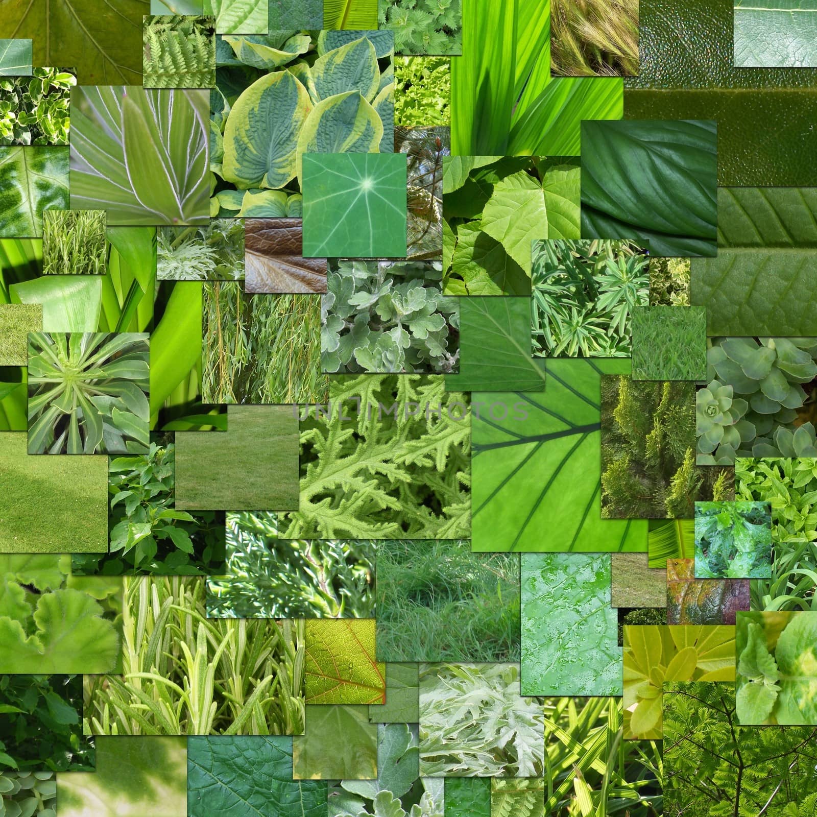 mosaic of many green textures made of leaves, grass and other plants