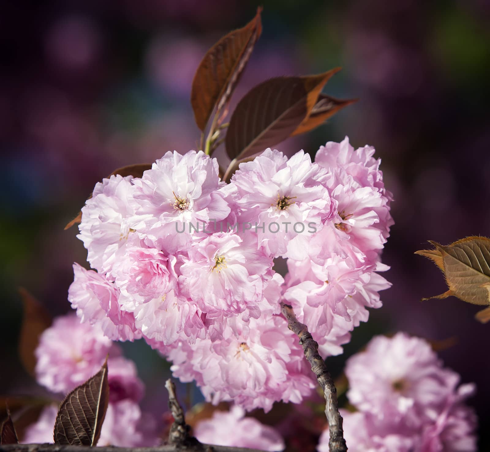 Sakura. Cherry blossom branch with beautiful soft nature background. 