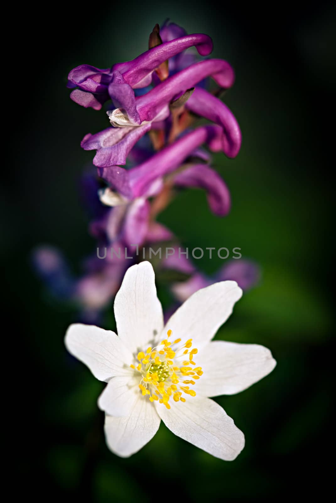 Anemone sylvestris. First spring flowers