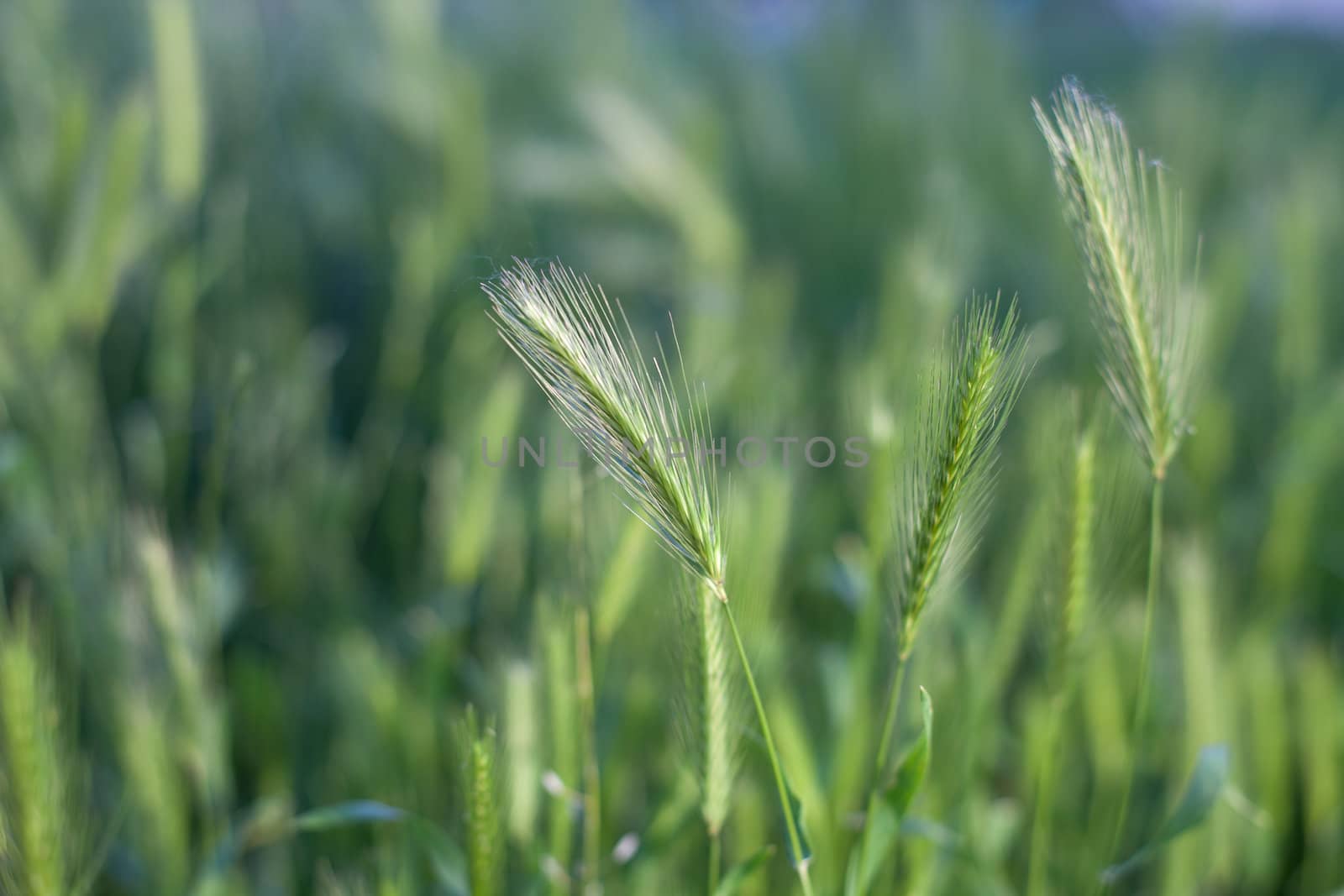 Close up of wheat on green soft nature background