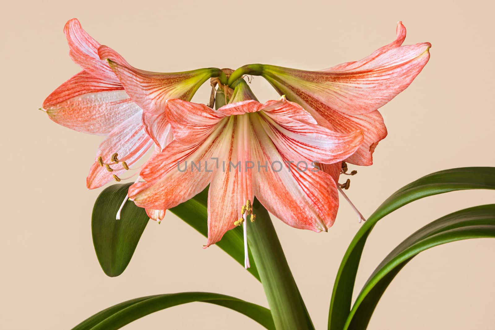 Three Amaryllis (Hipperastrum) flowers  by palinchak