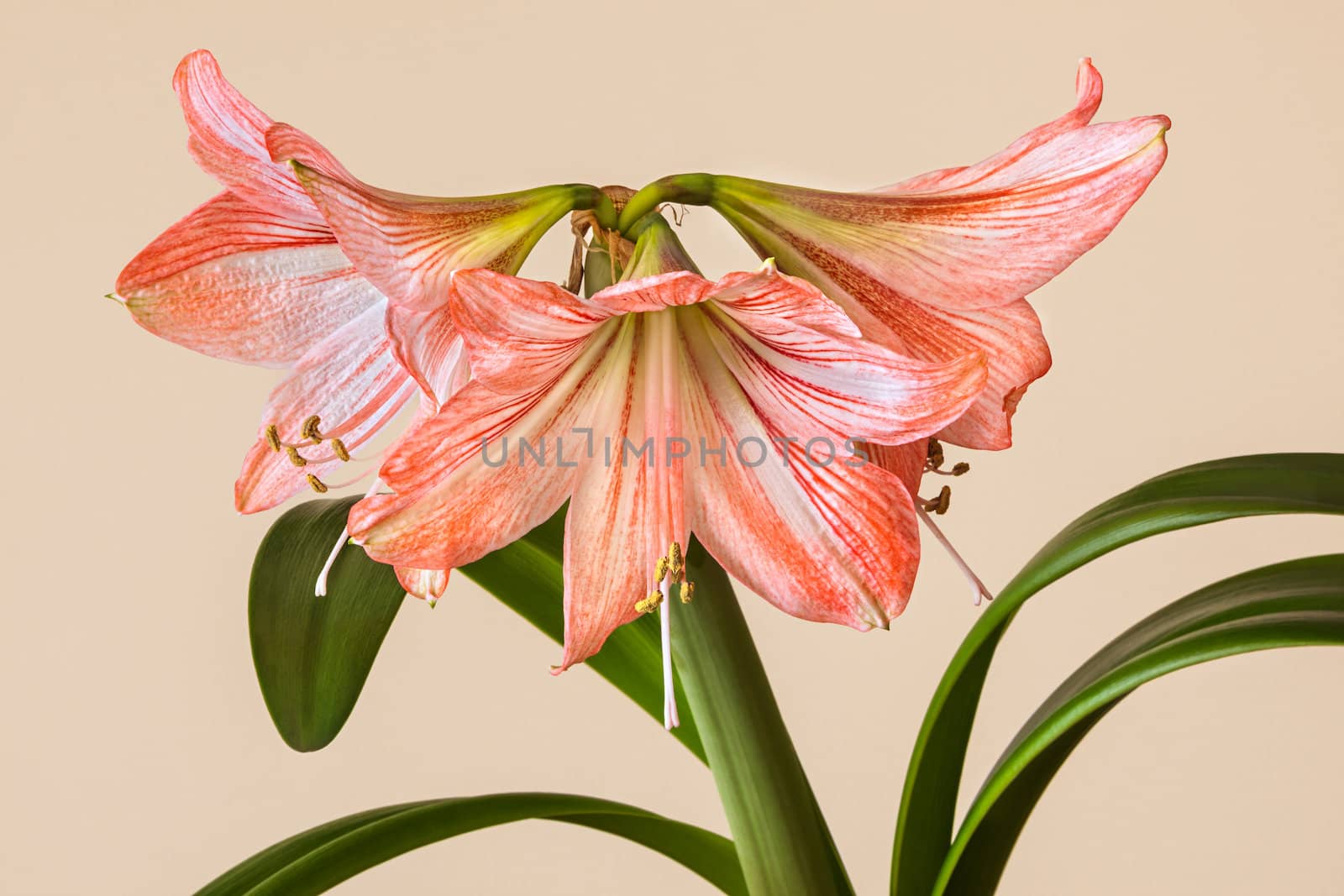 Three Amaryllis (Hipperastrum) flowers with stem on yellow background