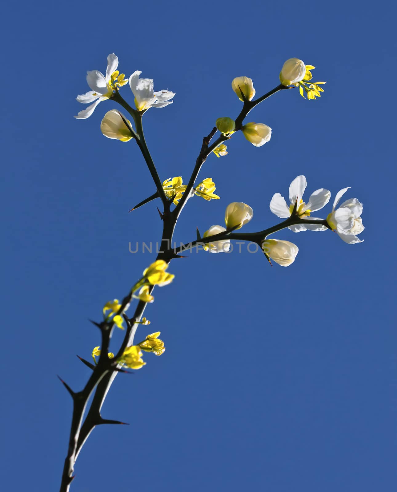 Poncirus Trifoliata. White flowers and blue sky