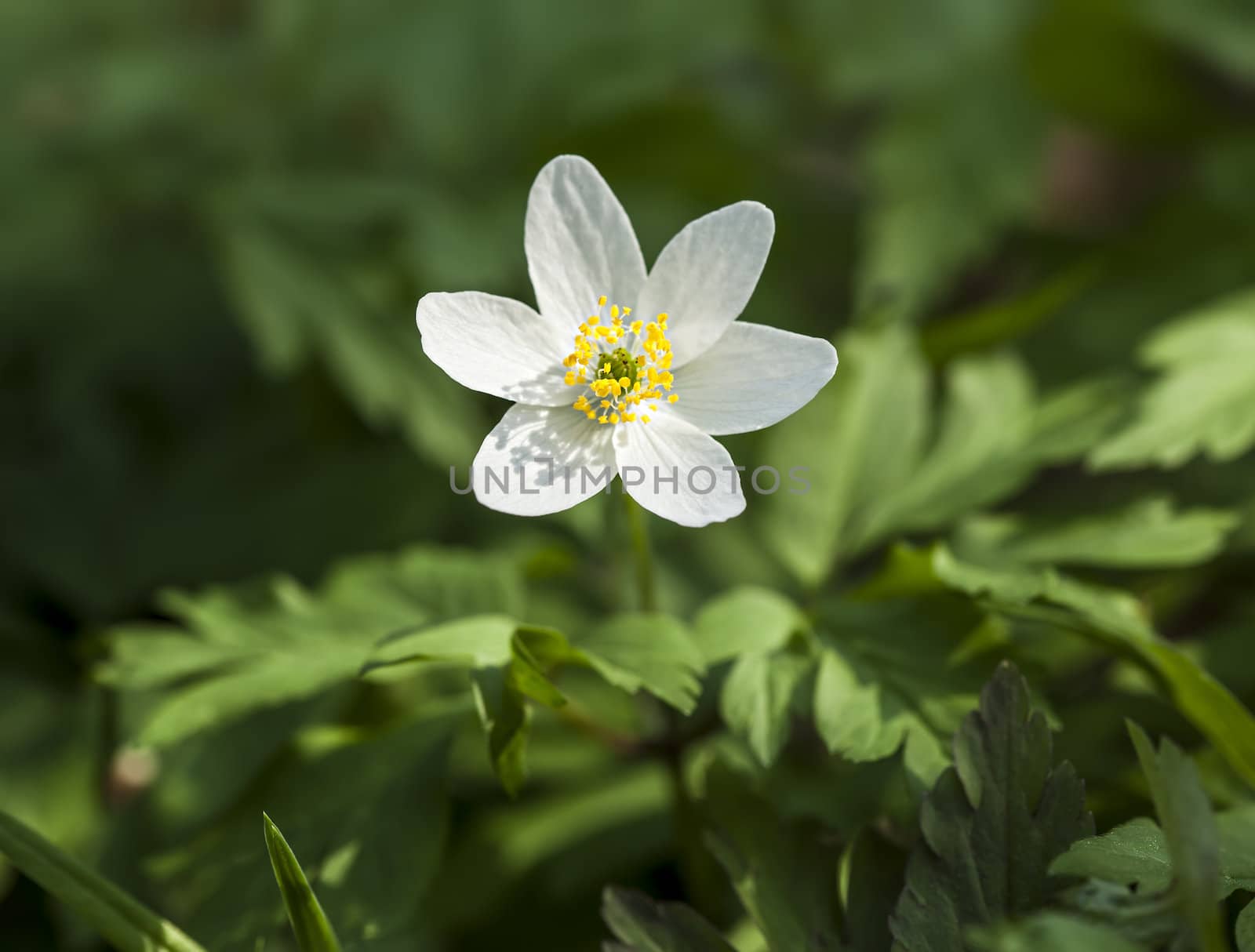 First spring flowers. Anemone sylvestris (snowdrop anemone)