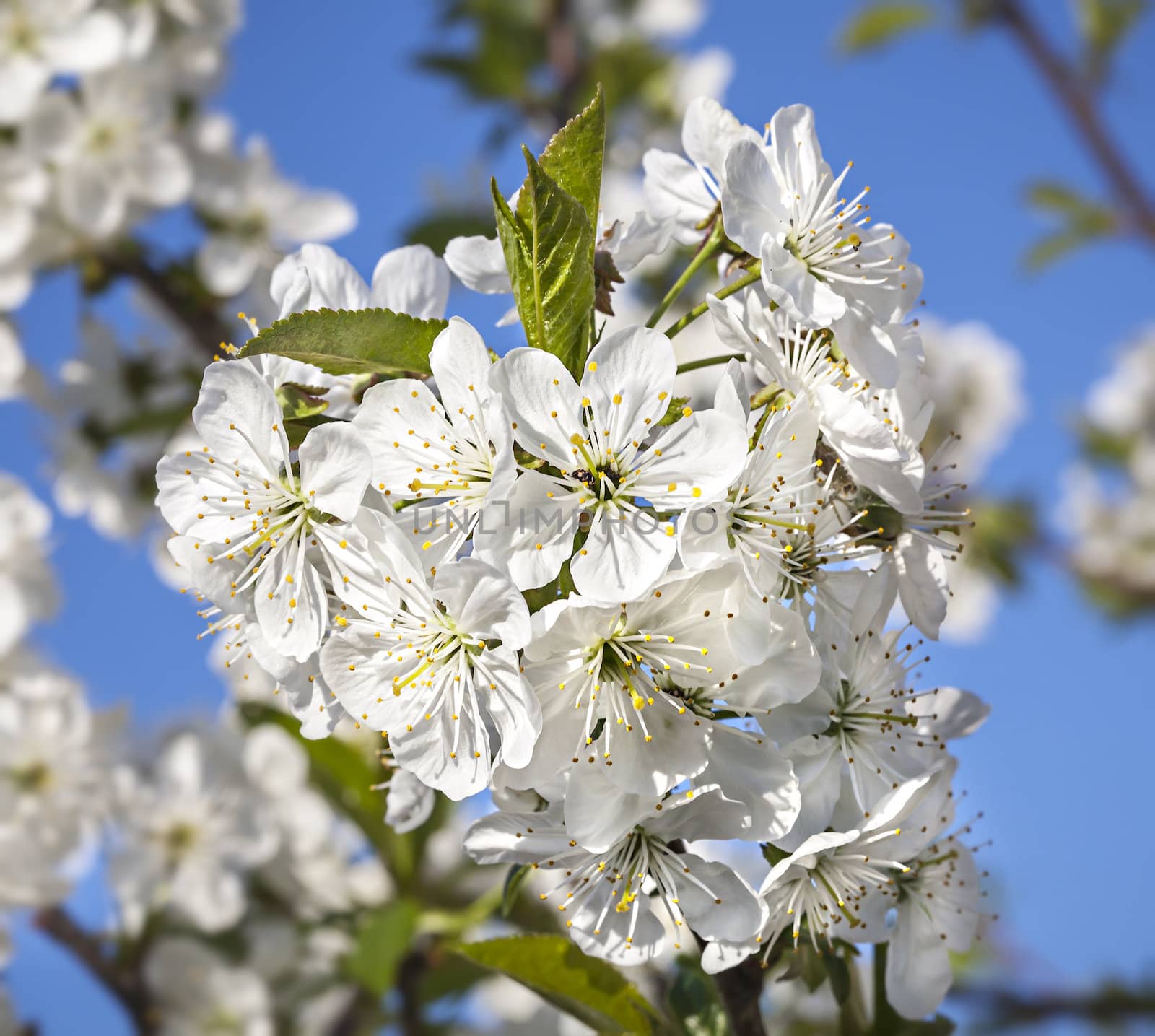 Spring. Blossoming tree brunch with white flowers