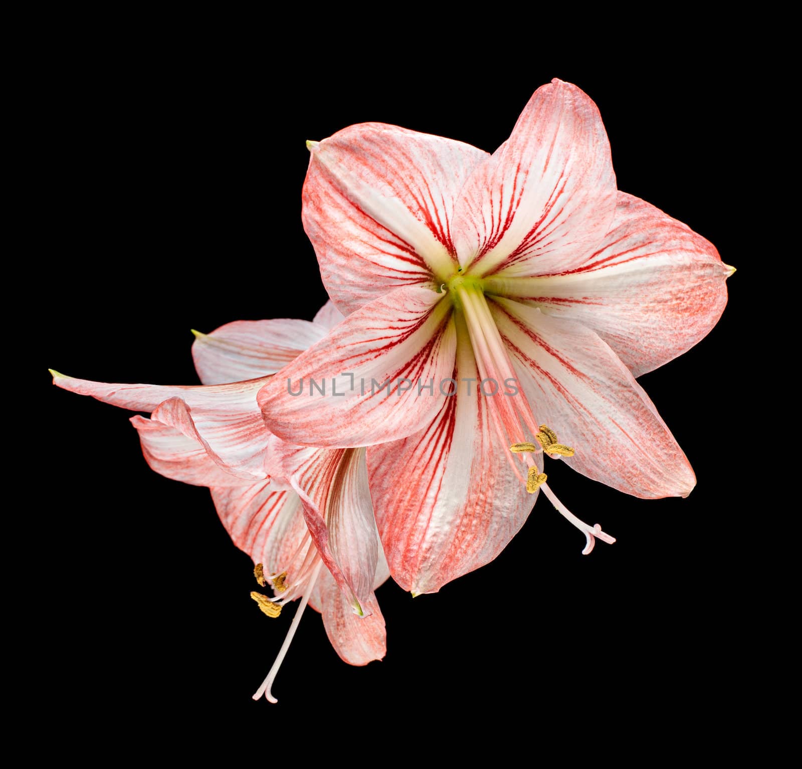 Amaryllis (Hipperastrum) flowers isolated on black by palinchak