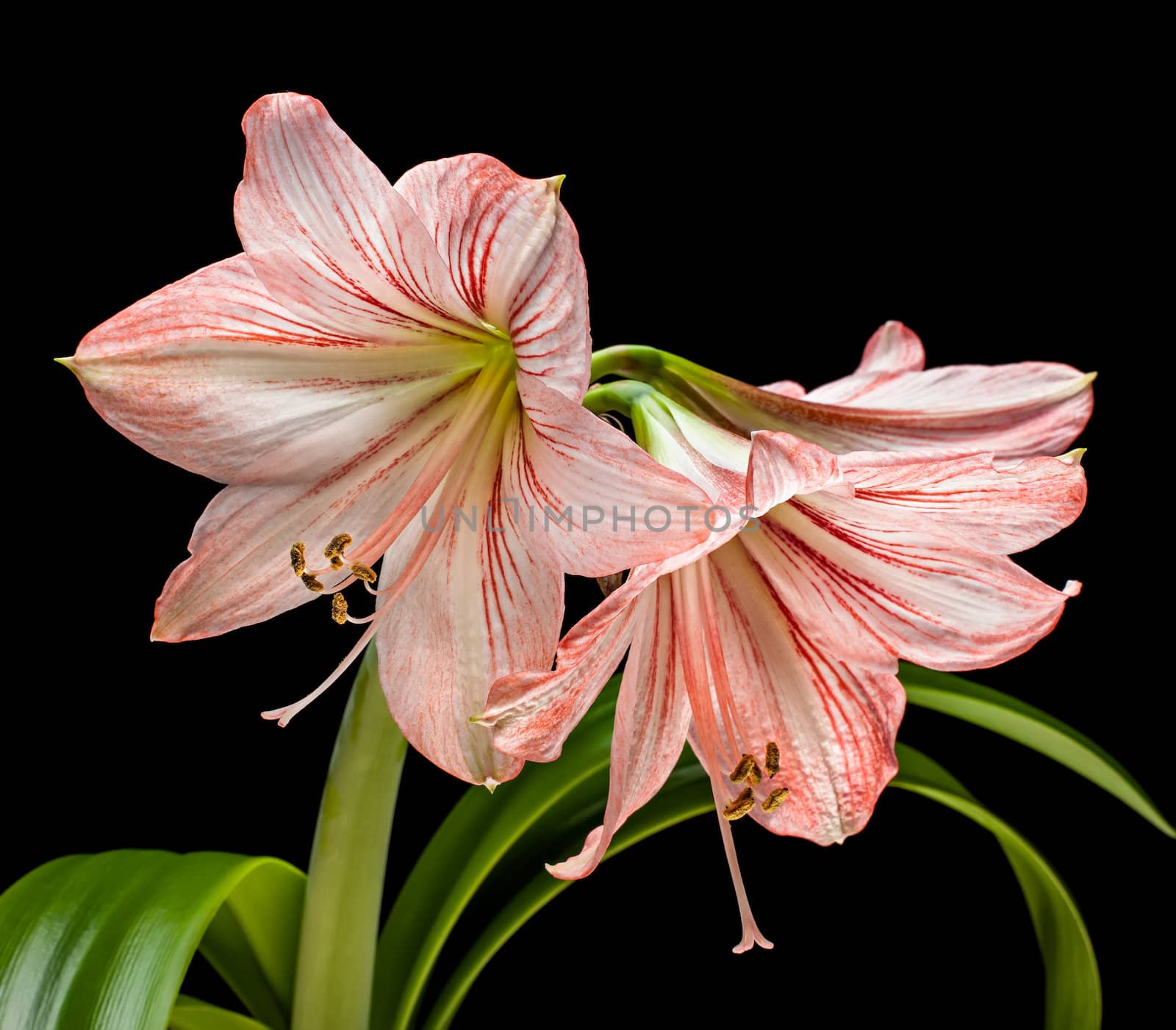 Amaryllis (Hipperastrum) flowers isolated on black by palinchak