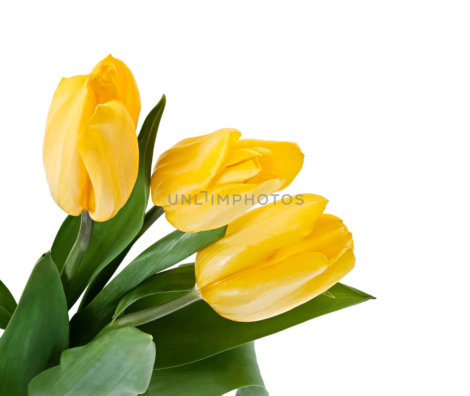 Yellow Tulips Bouquet isolated on white