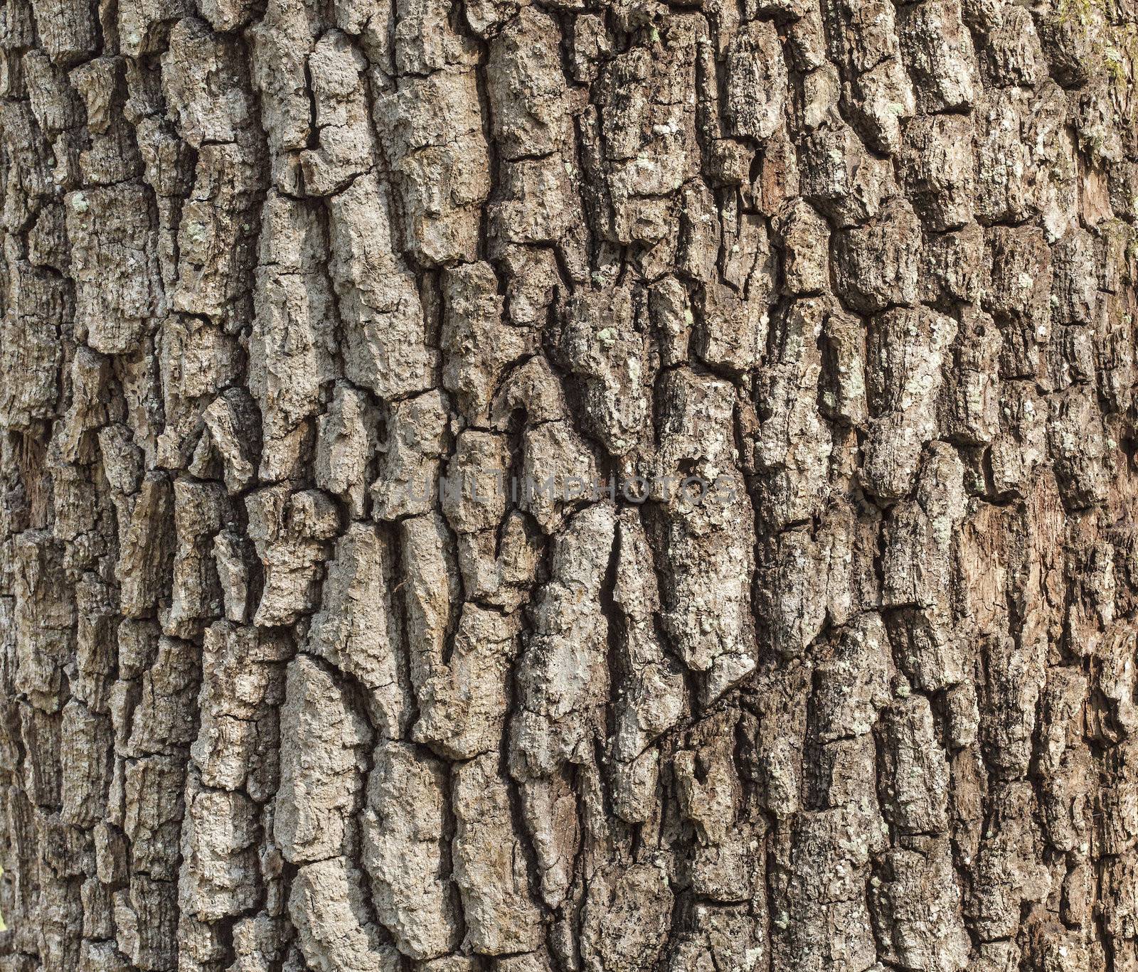 Detail of oak tree bark by palinchak